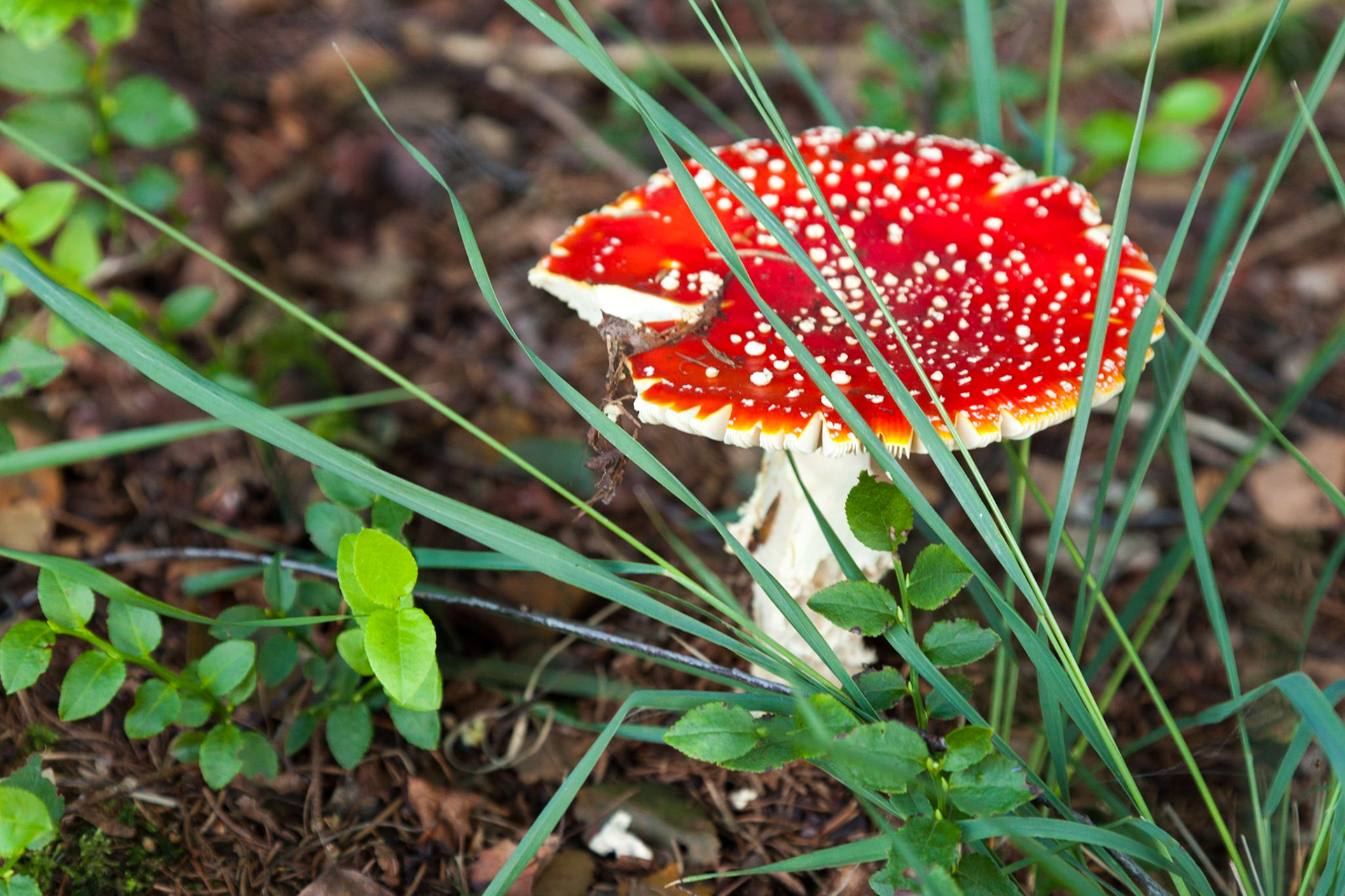 Paddestoel Amanita muscaria, Vliegenzwam, close up; Toadstool Fly Amanita, Fly Agaric, close up