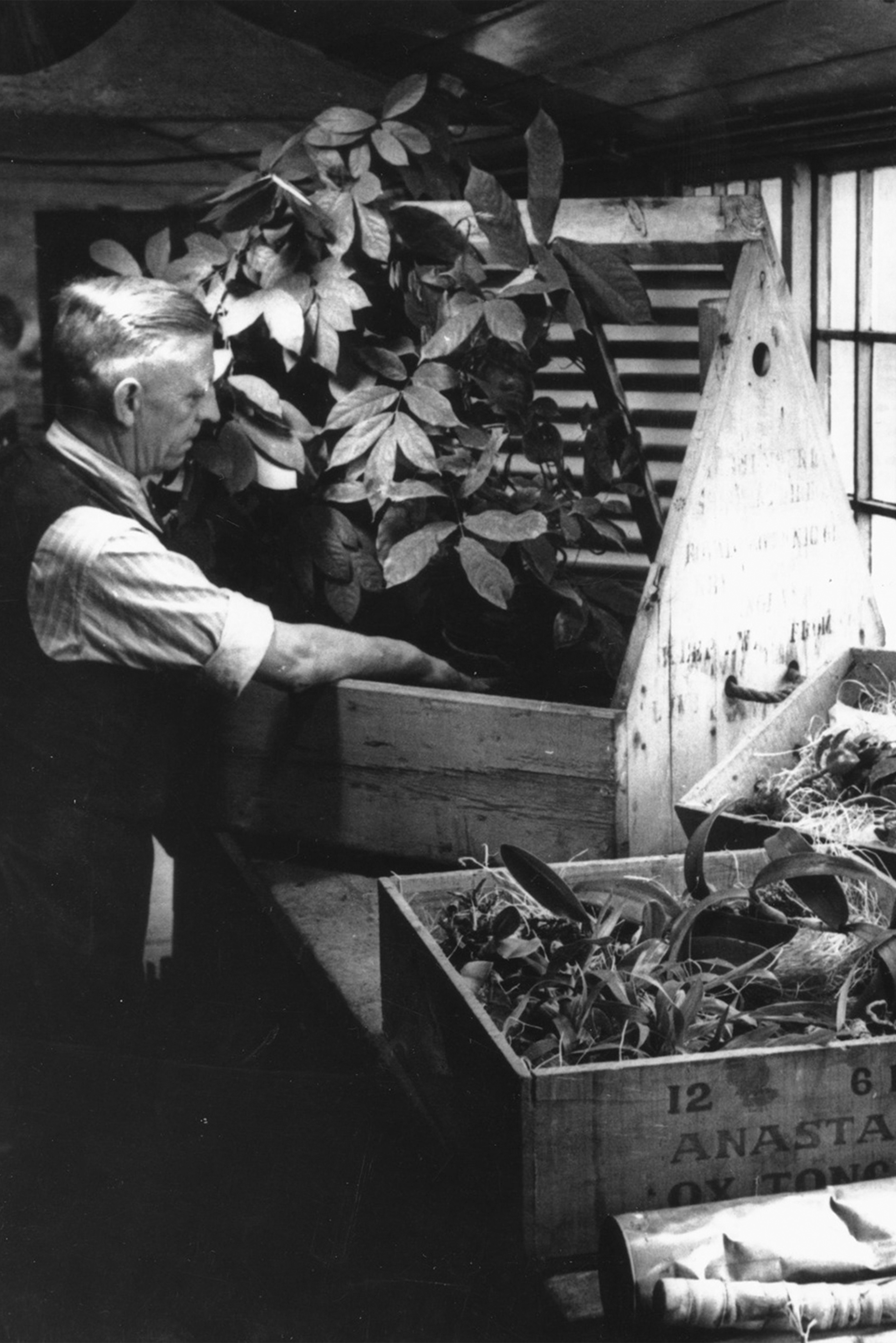 Reference: Nathaniel Ward filling a plant box
