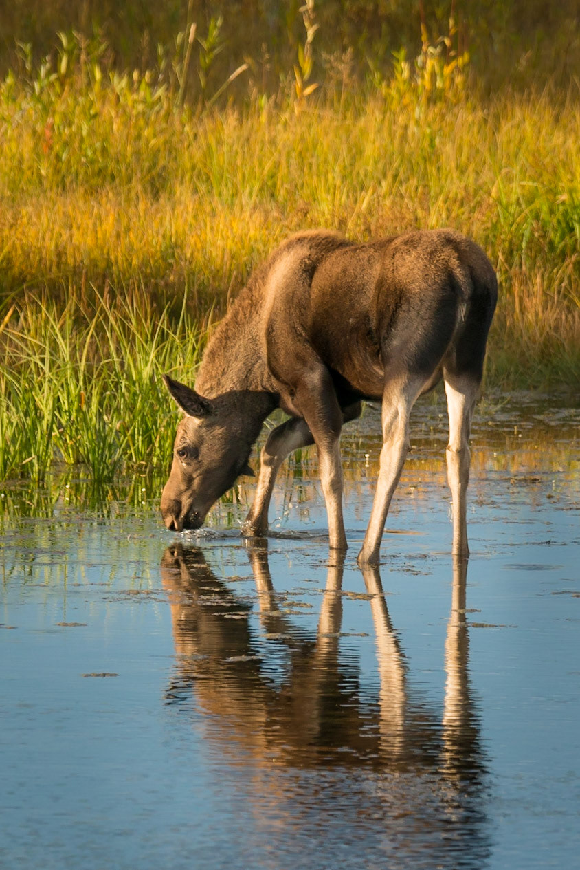 Thirsty Moose