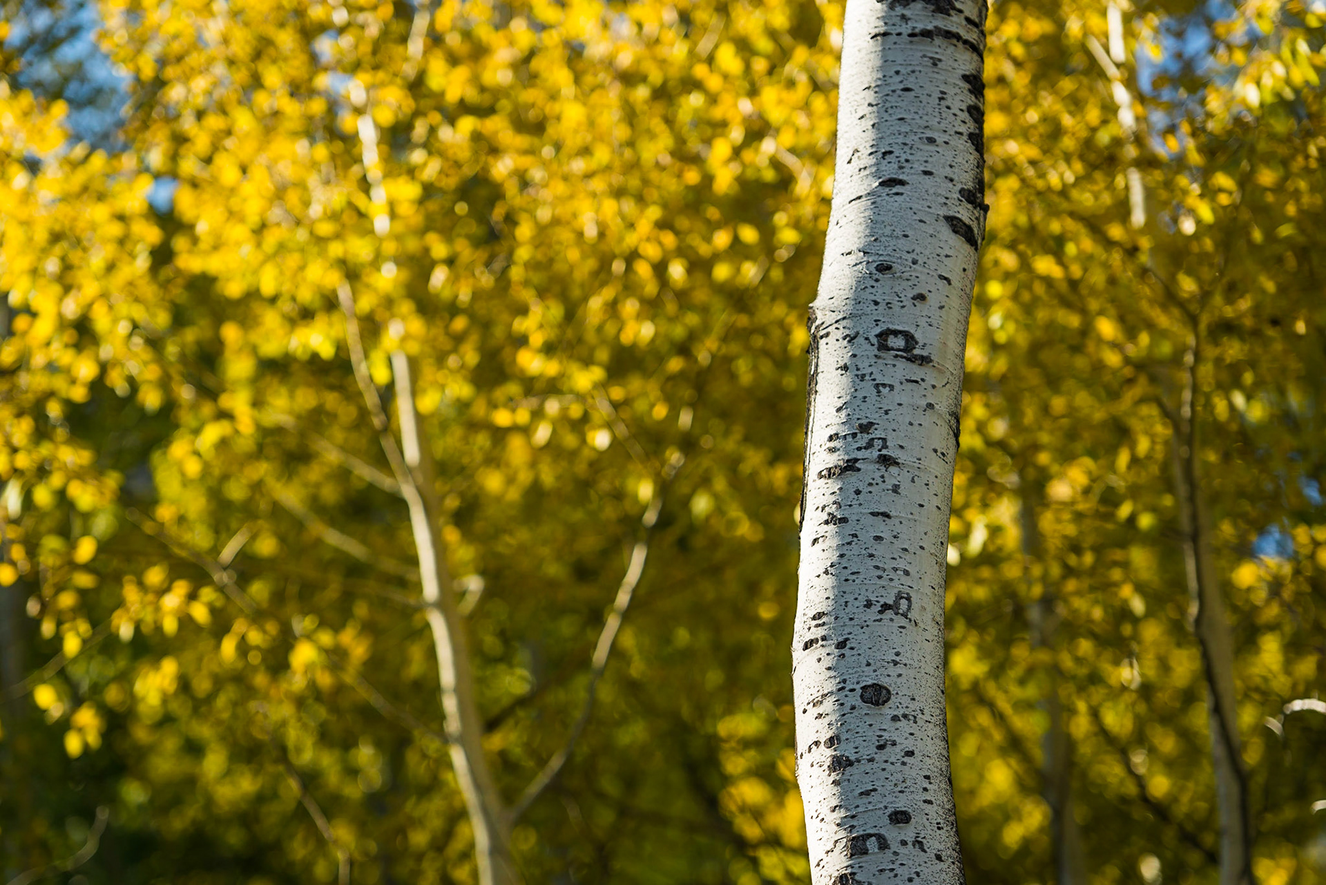 Autumn in the Tetons