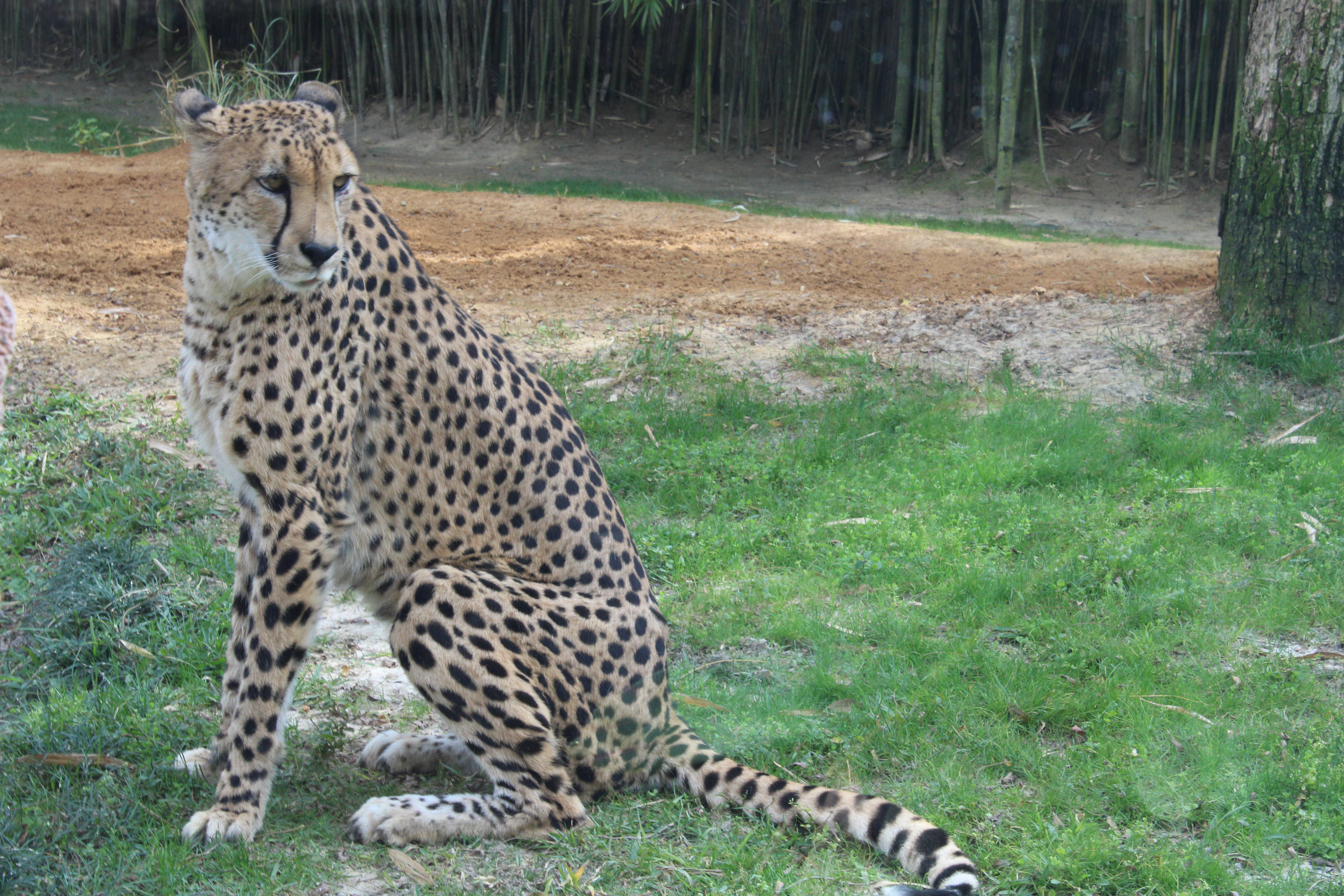 Cheetah Pose: Personal Image. Summer 2022