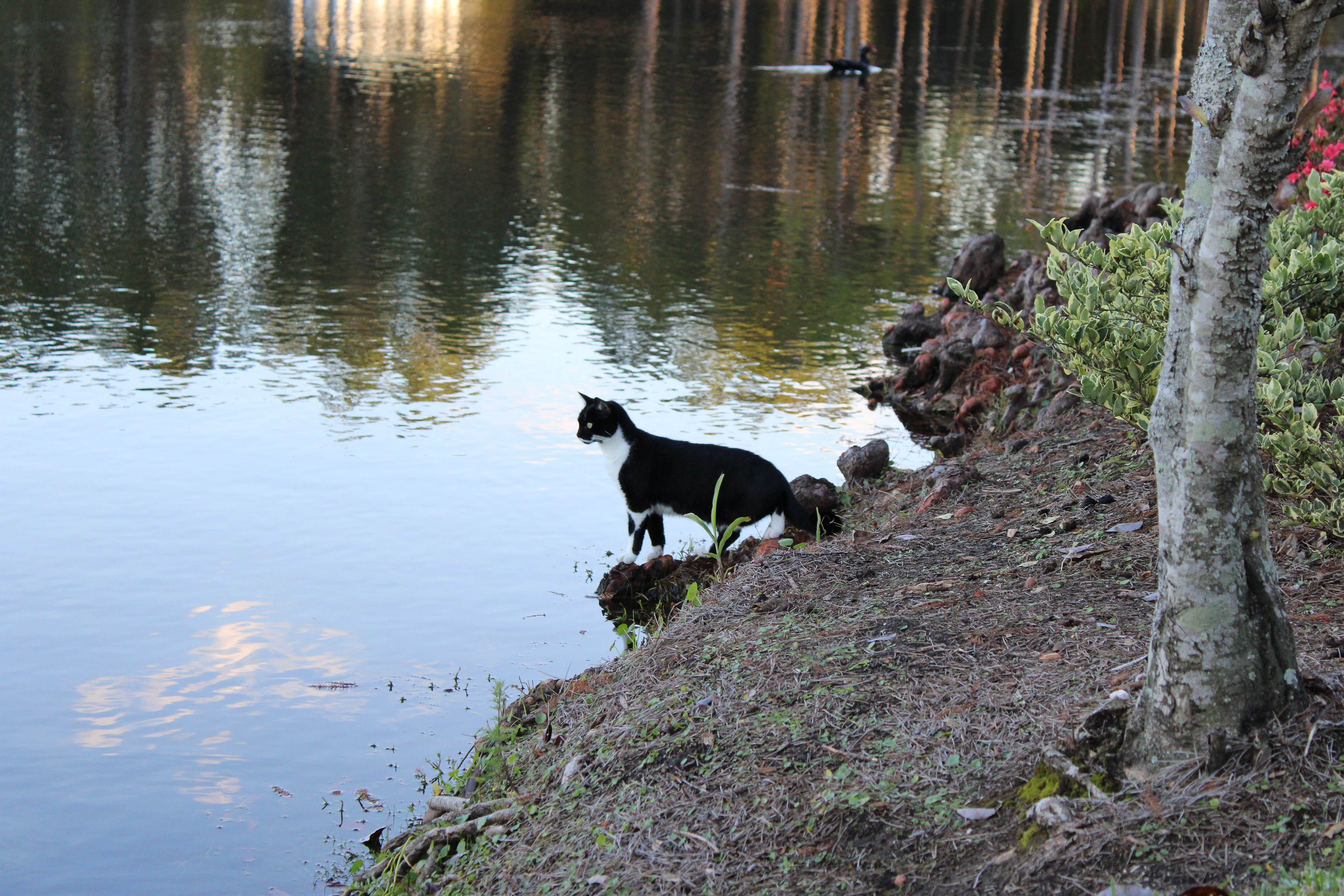 Cats Longing: In Comp Image. Fall 2021