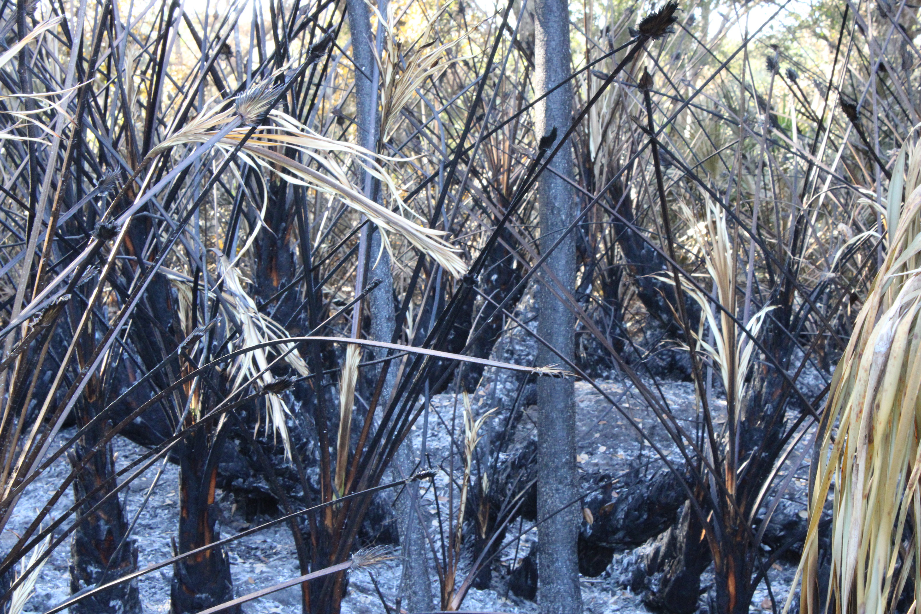 Burnt Woods: Personal image. summer 2022