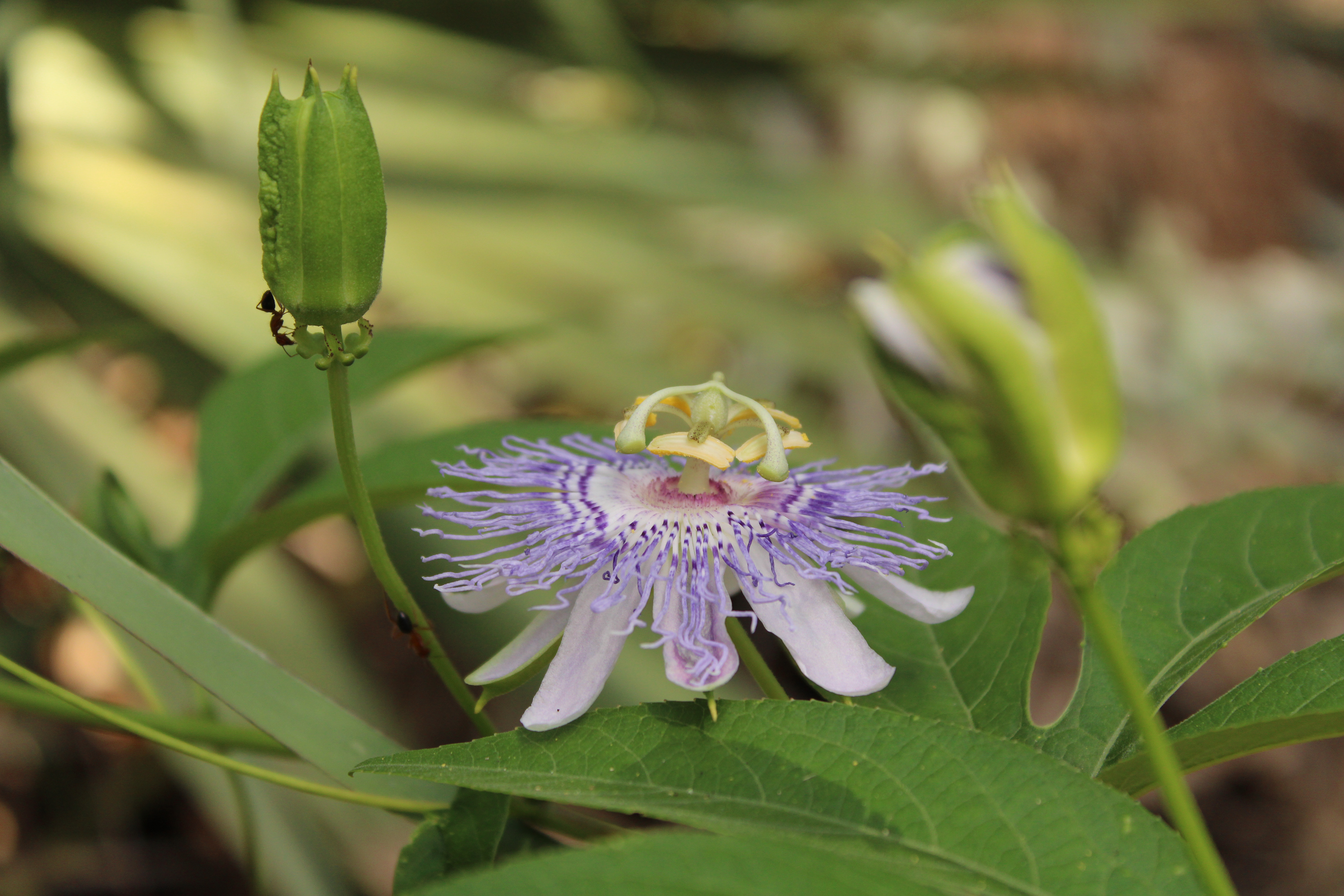 Ants Protecting Flower