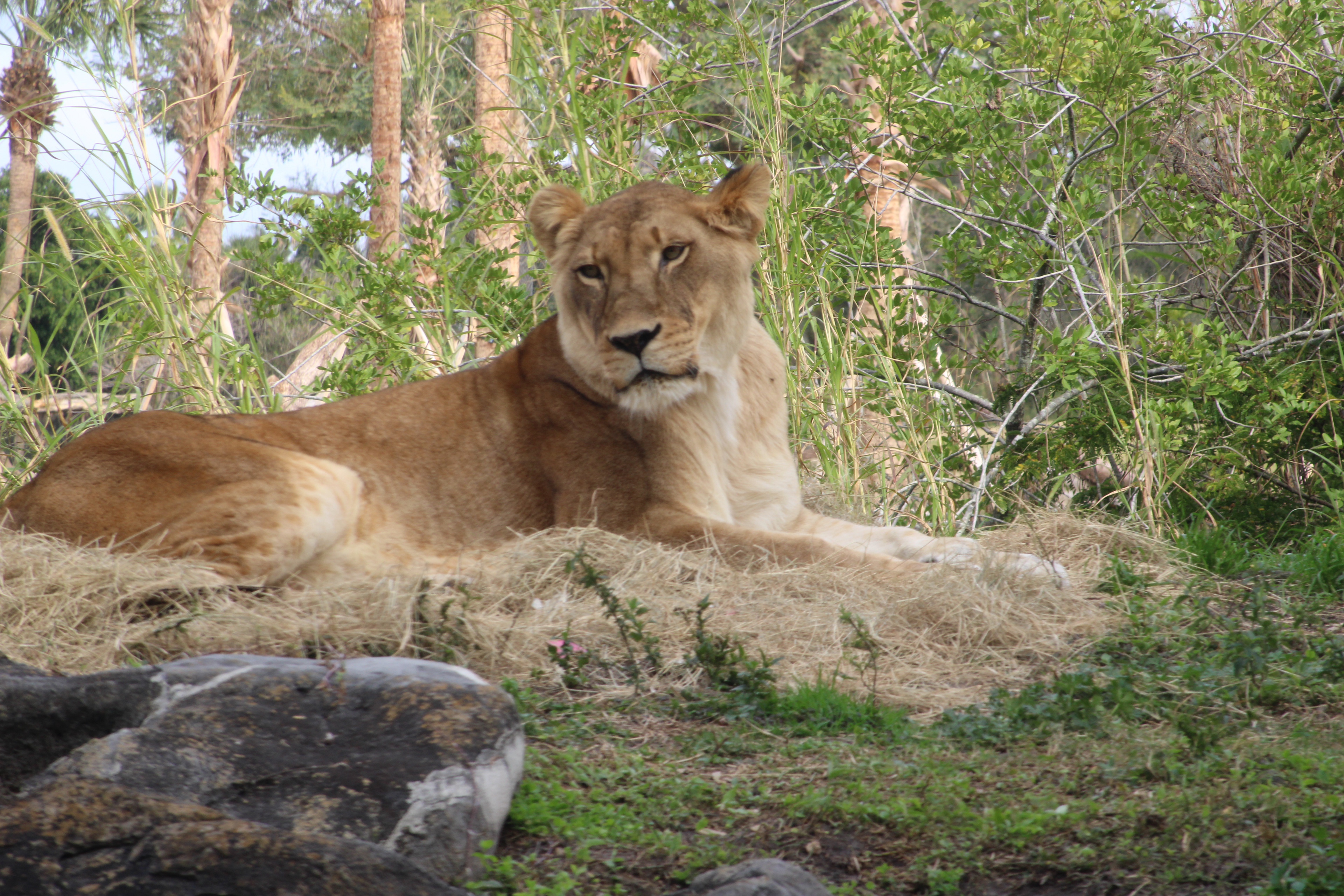 Female Lion: Personal Image. Summer 2022