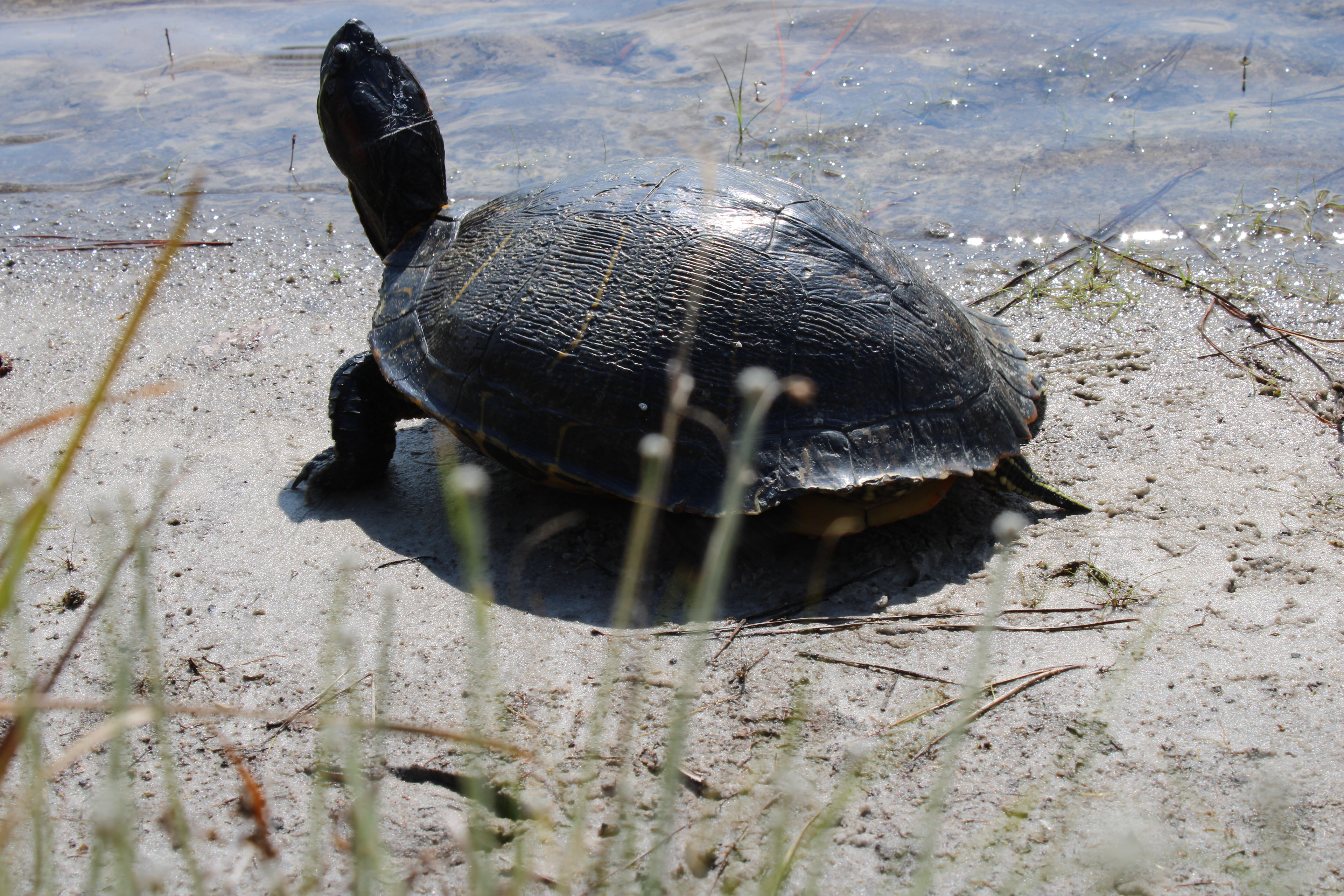 Sunning Turtle: Personal image. Summer 2022