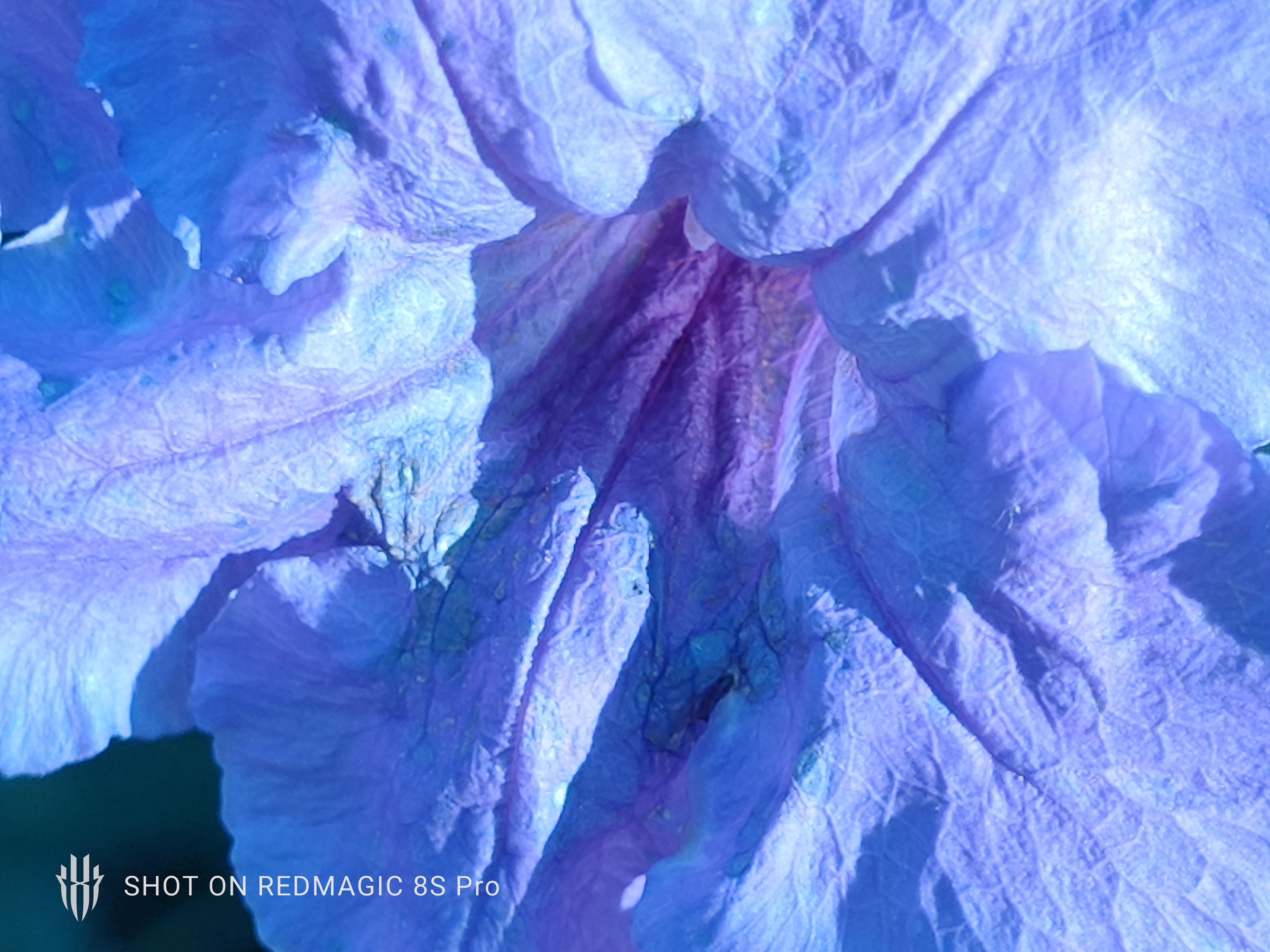 Purple Flower 2