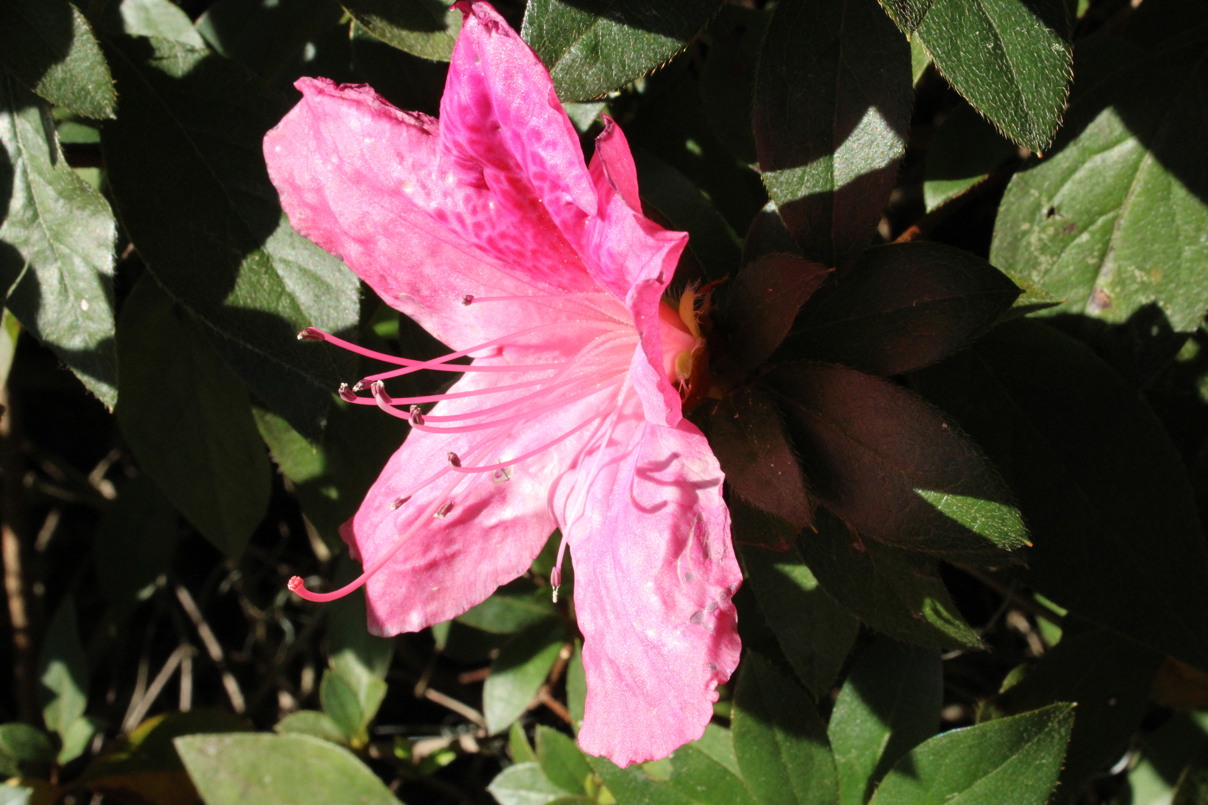 Pink Sun: Advanced Principles of Photography. Summer 2022