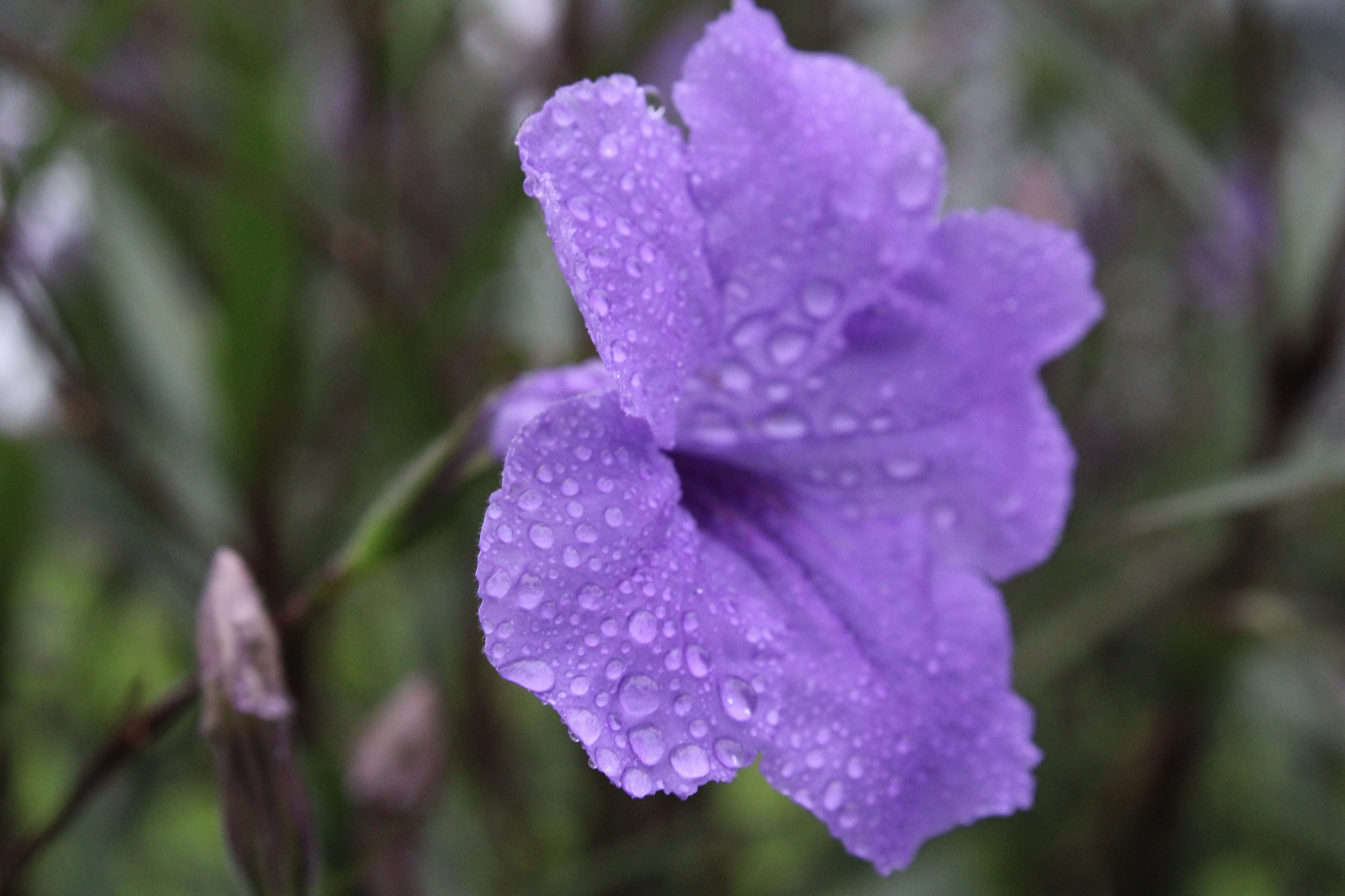 Purple Dew: In Comp Image. Fall 2021