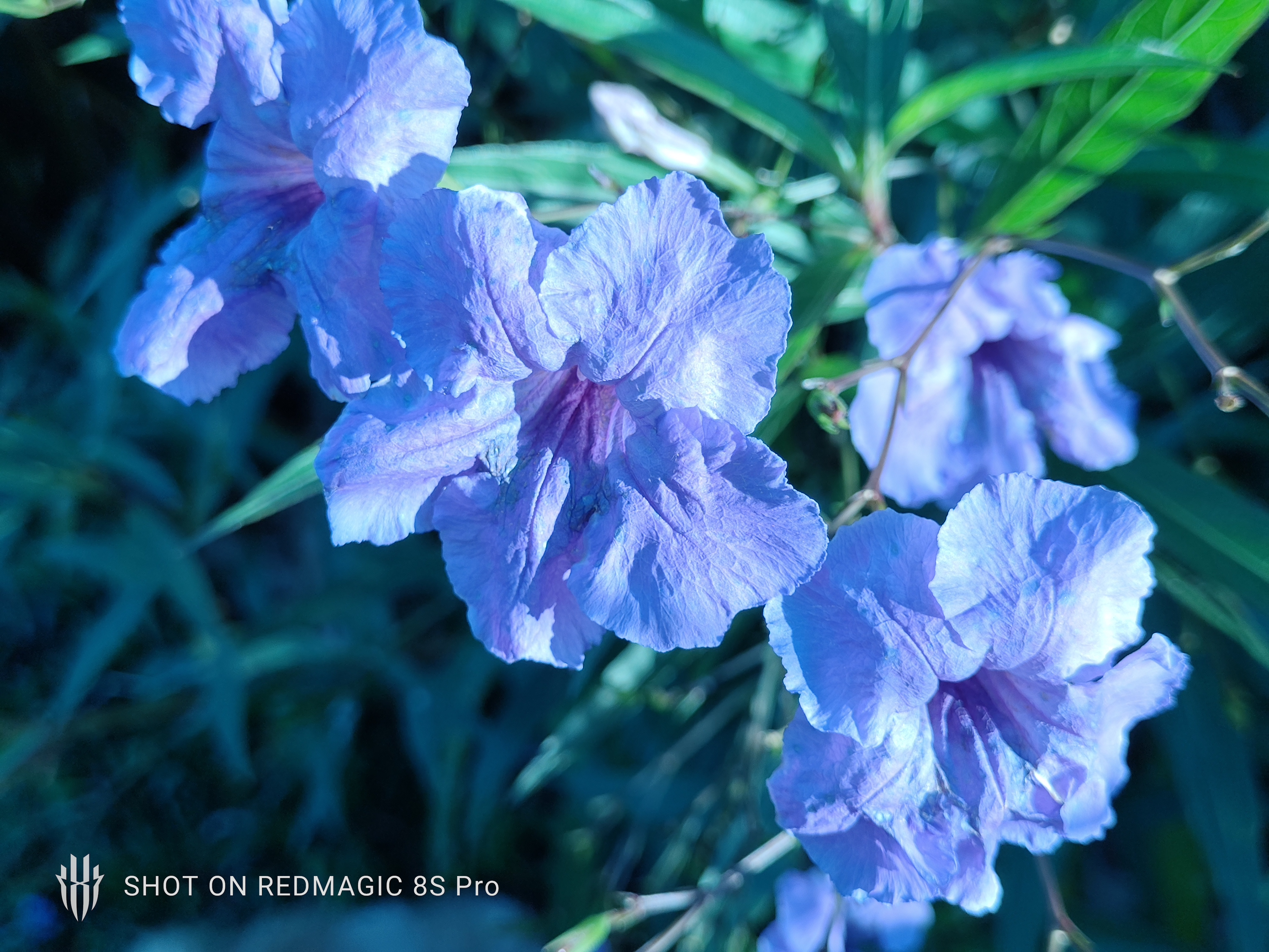 Purple Flower