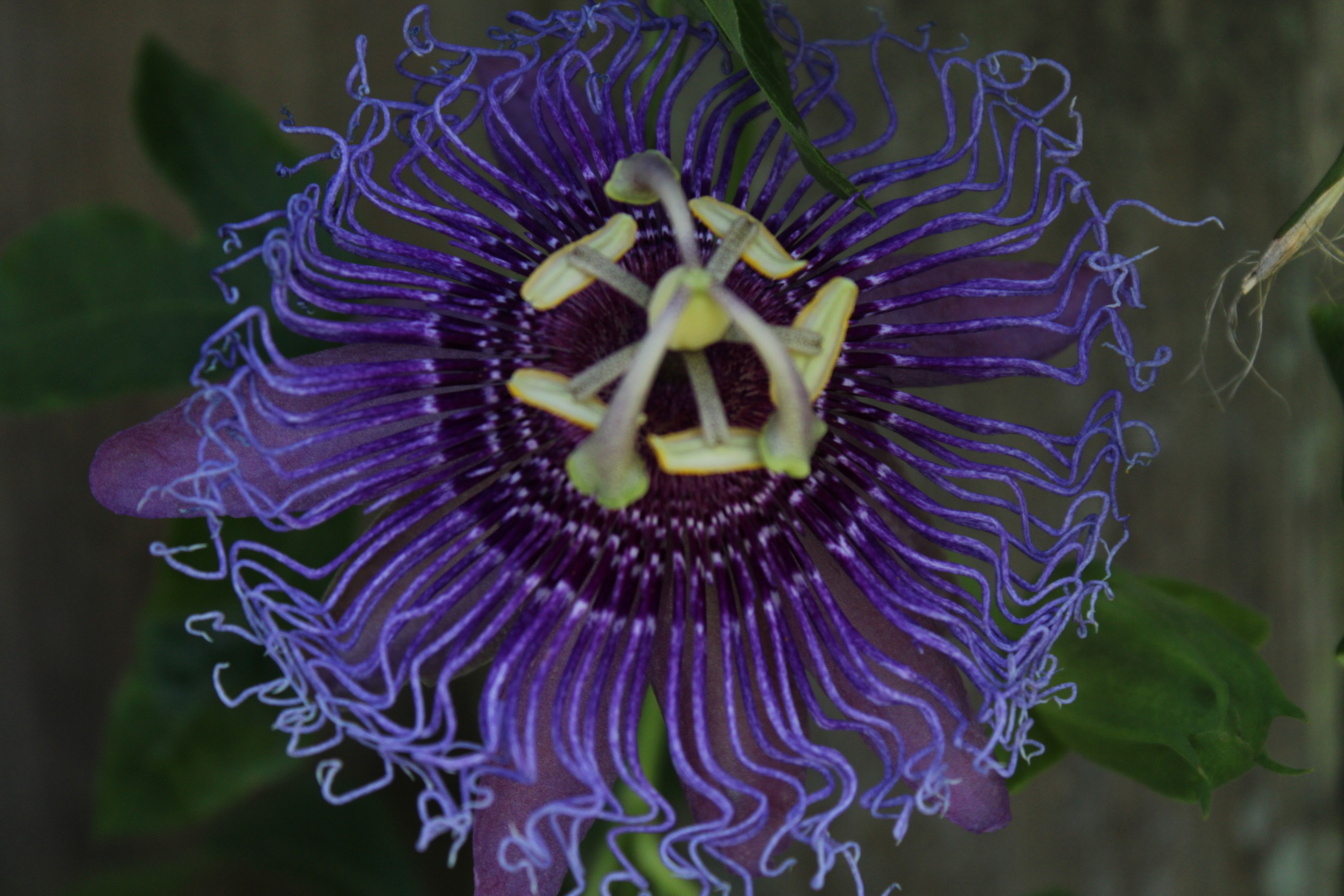 Pistils and purple: In Comp Image. Fall 2021