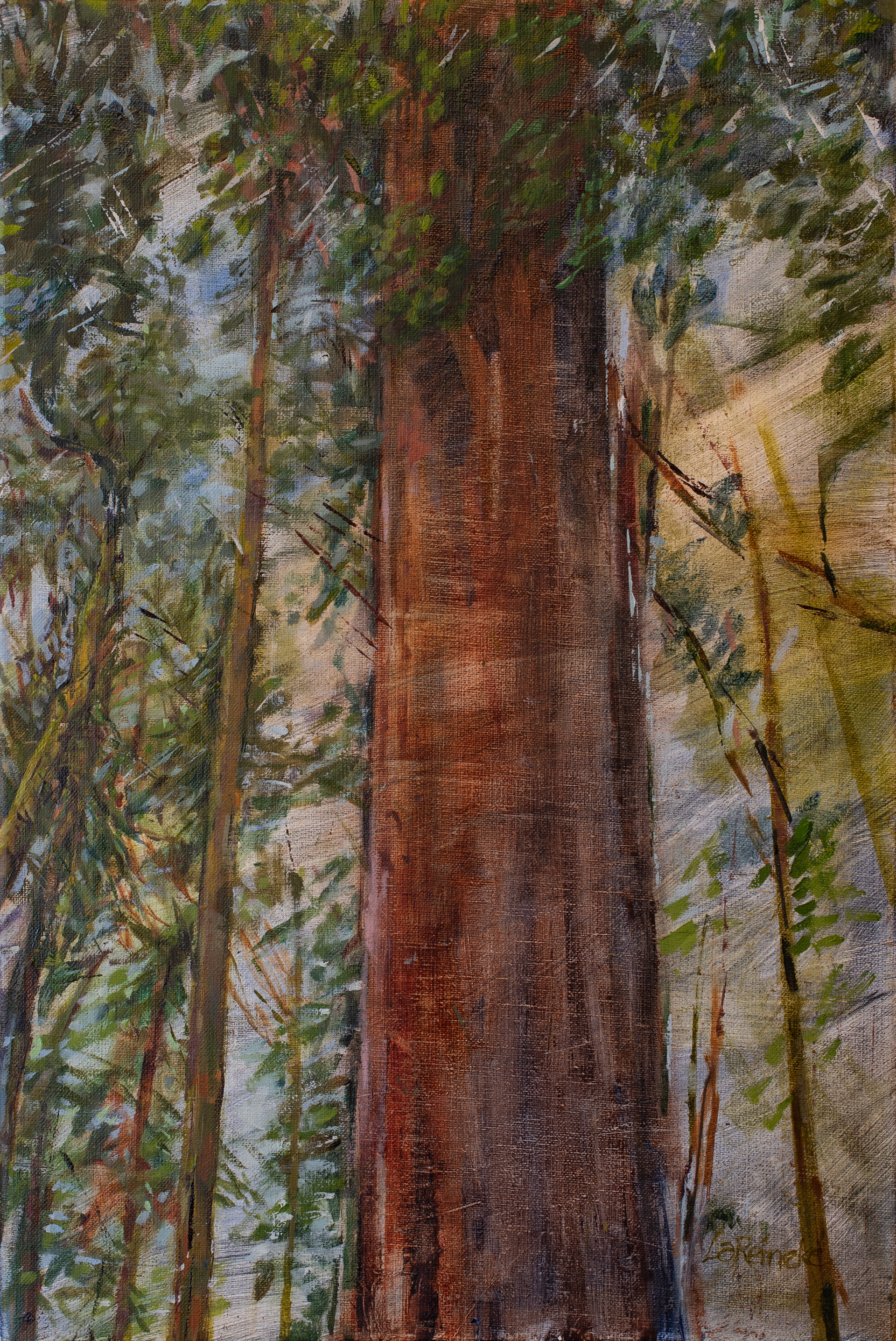Felton Redwoods, Oil on canvas, 12” x 18”, 2020