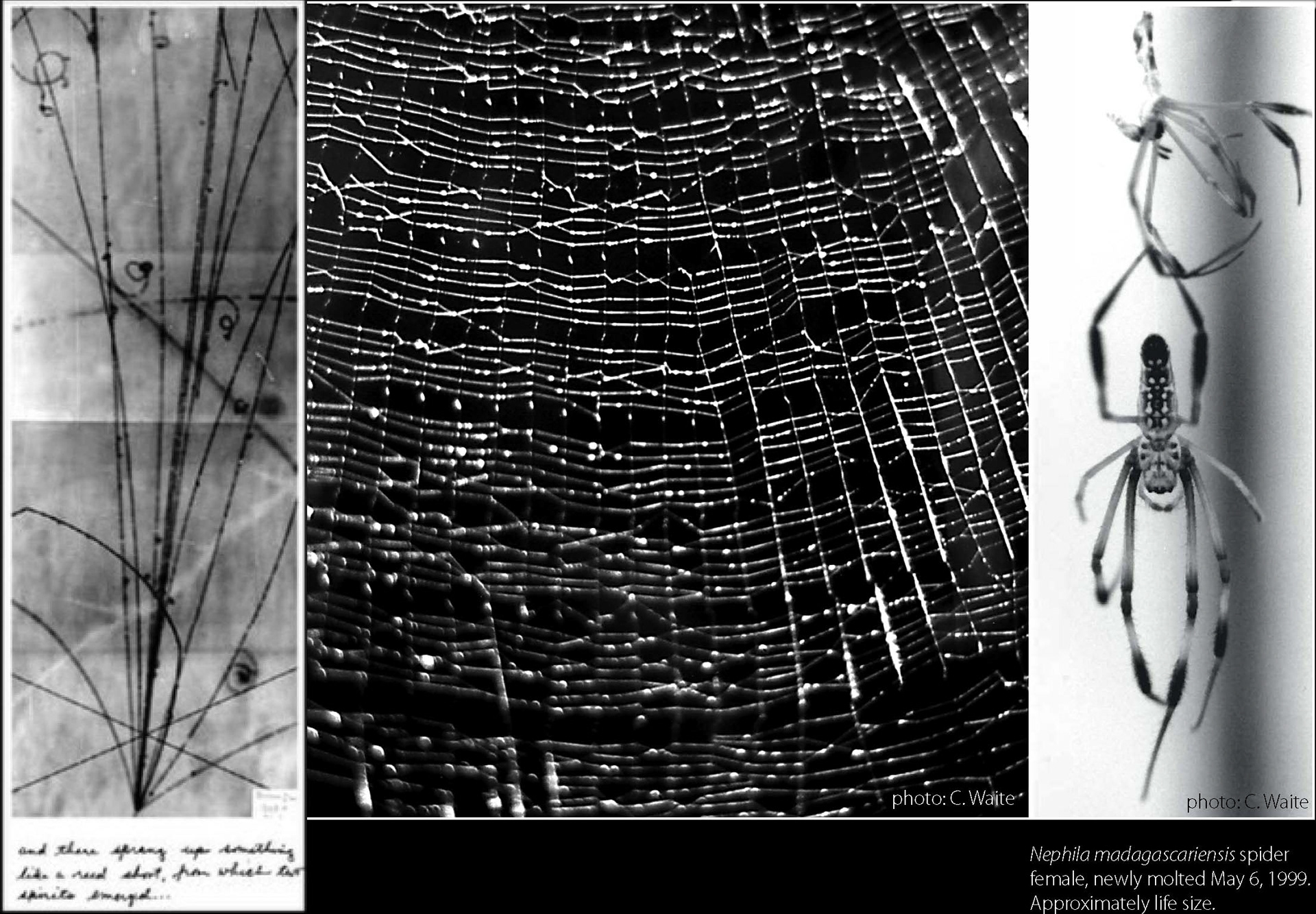 The Spider Project, 2000