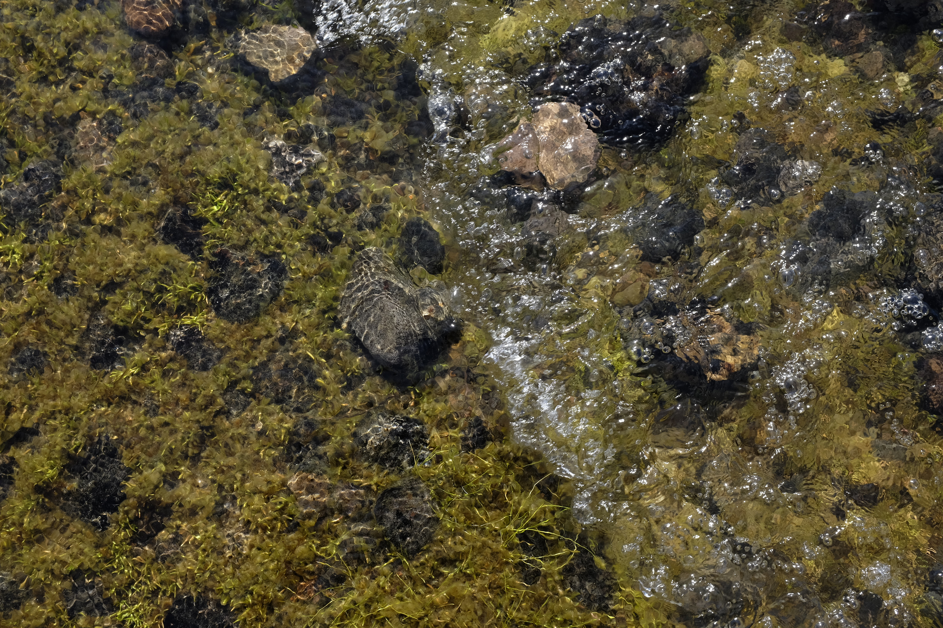 Lago Futalaufquen desde el camping Las rocas en el Parque Nacional los Alerces, Esquel. Chubut. Patagonia Argentina