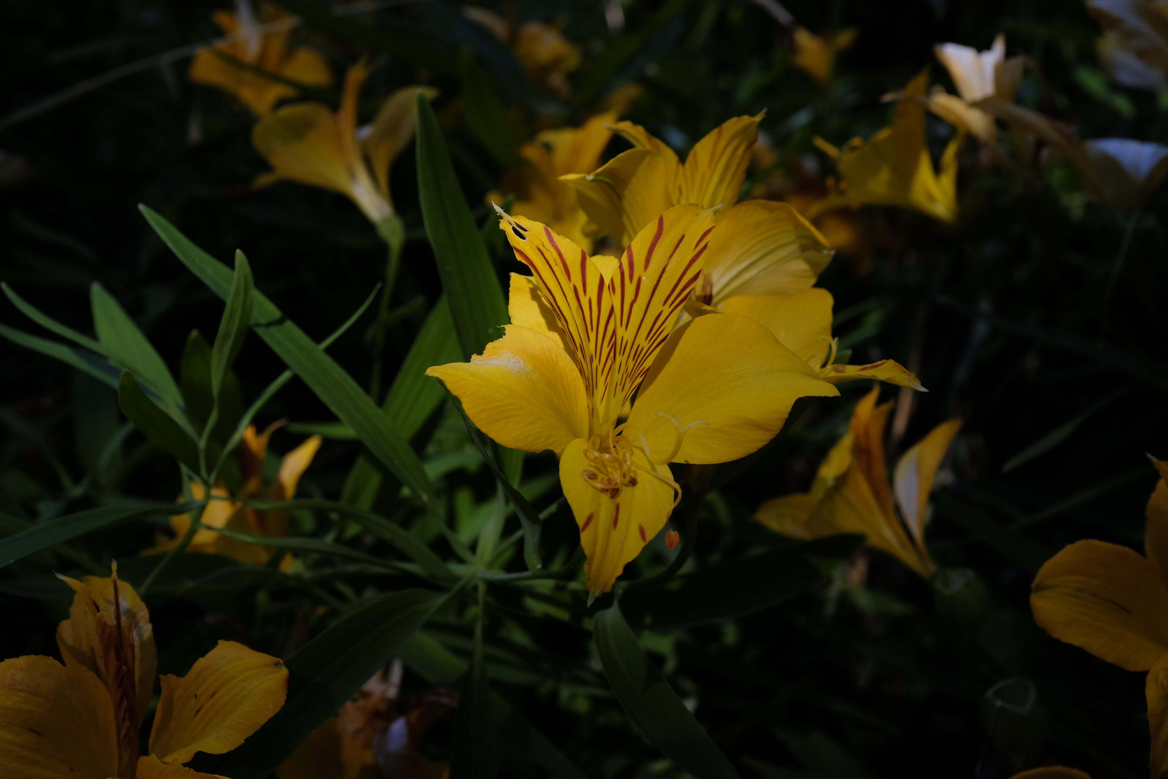 Lago Futalaufquen desde el camping Las rocas en el Parque Nacional los Alerces, Esquel. Chubut. Patagonia Argentina