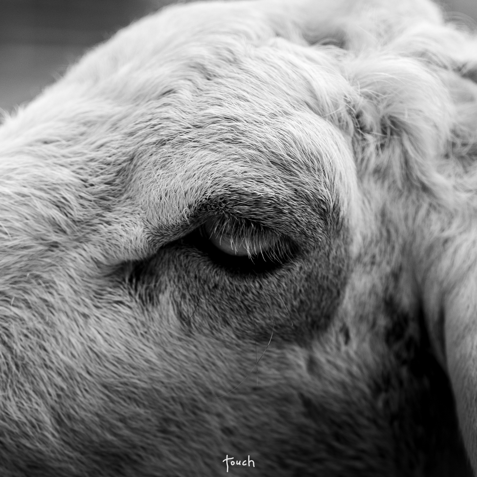 A7Riii + Sigma 35mm F1.4 (A) @Malai farm, Phetchaburi