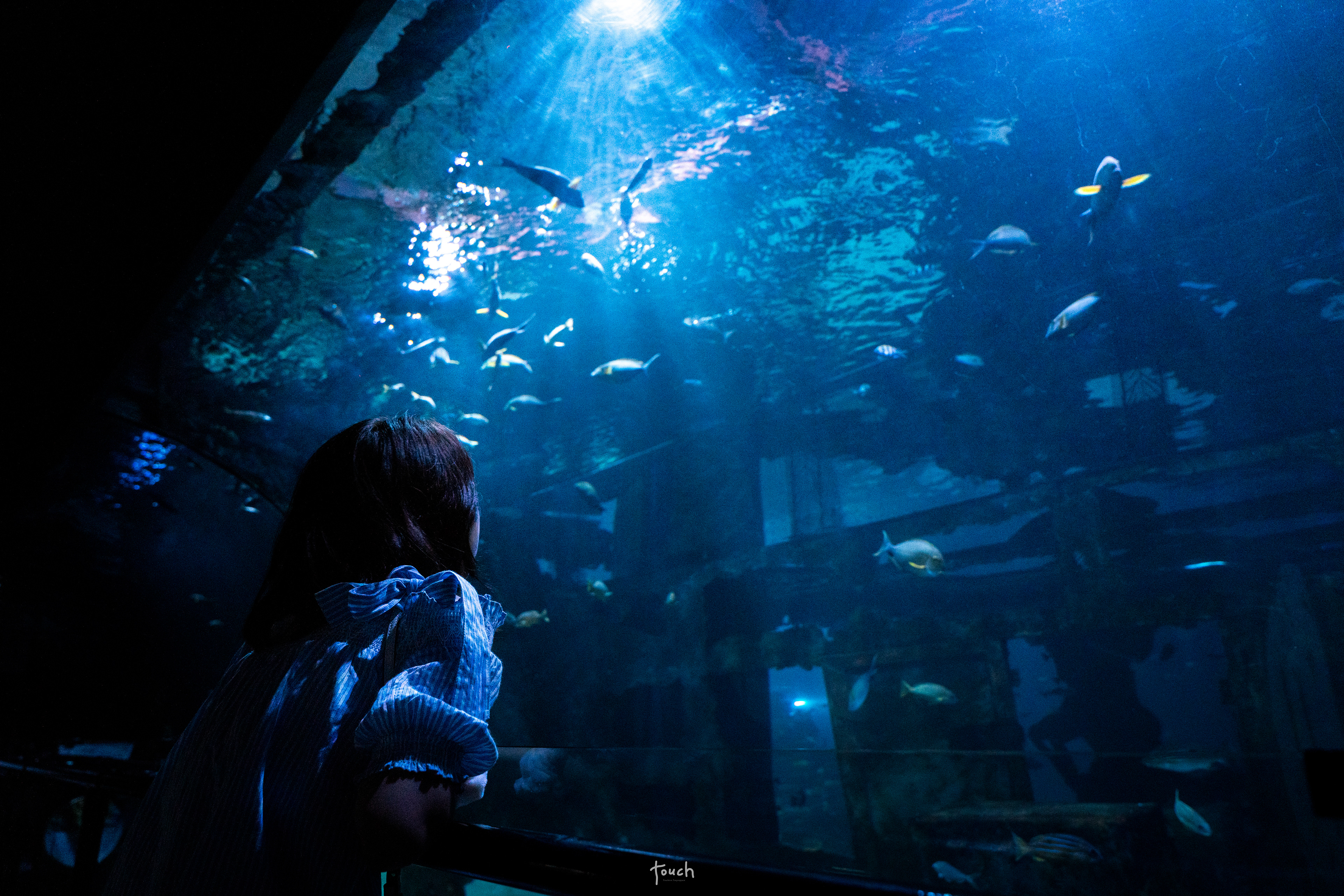 A7Riii + Sigma FE 24-70mm F2.8 DG DN (A) @Aquarium Central Phuket, Phuket