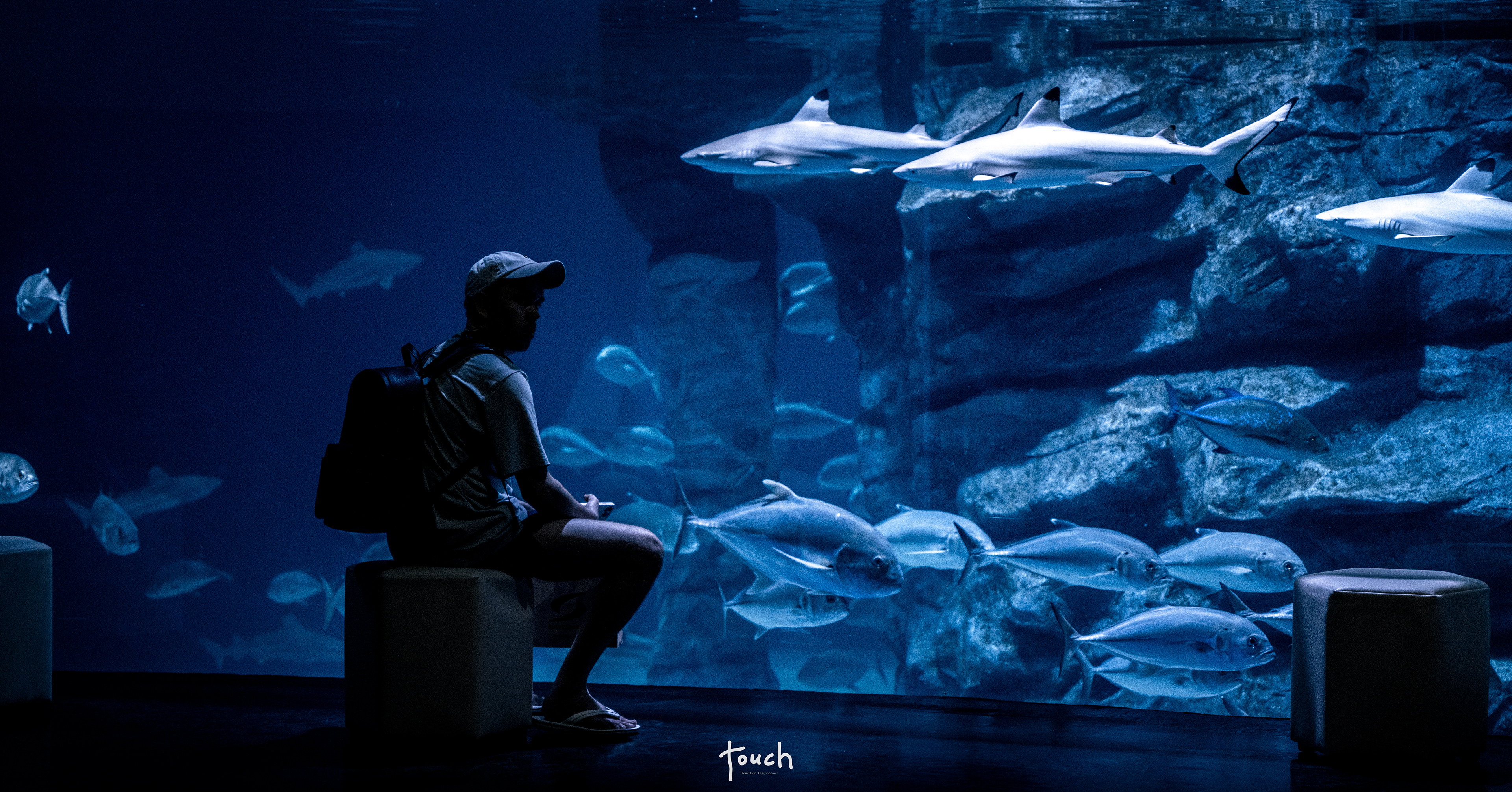 A7Riii + Sigma FE 24-70mm F2.8 DG DN (A) @Aquarium Central Phuket, Phuket