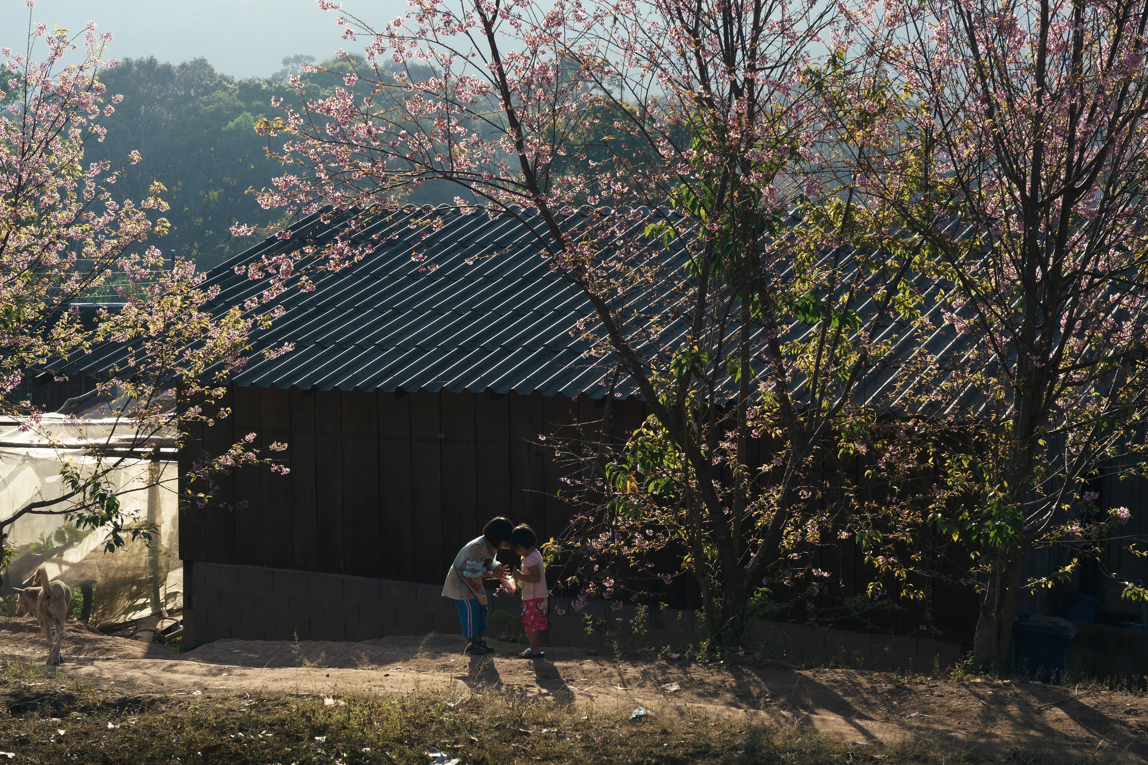 A7Riii + Sigma FE 24-70mm F2.8 DG DN (A) @Khun Chang Khian, Chiangmai