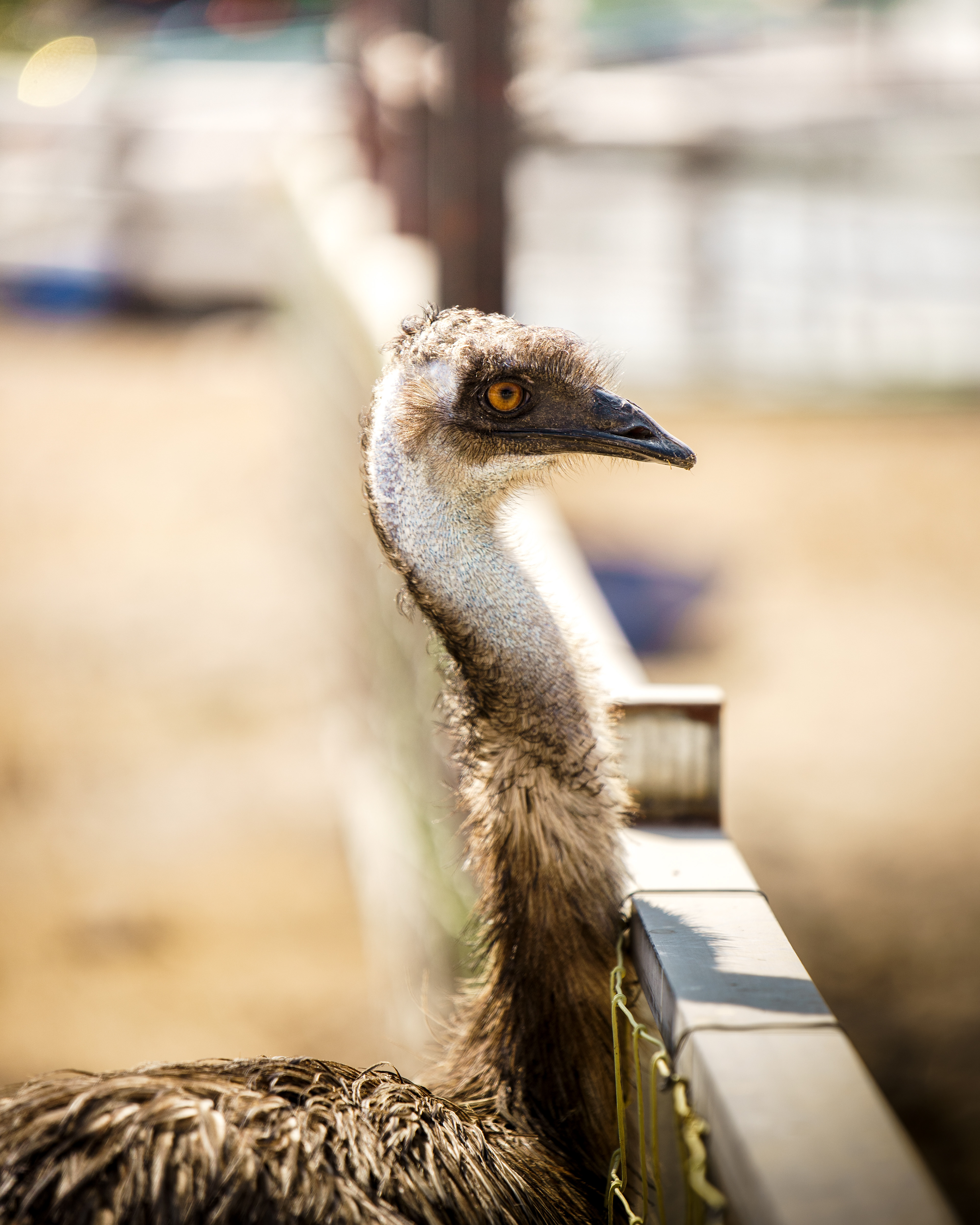 A7ii + Tamron 70-200mm f2.8 g2 @Malai farm, Phetchaburi