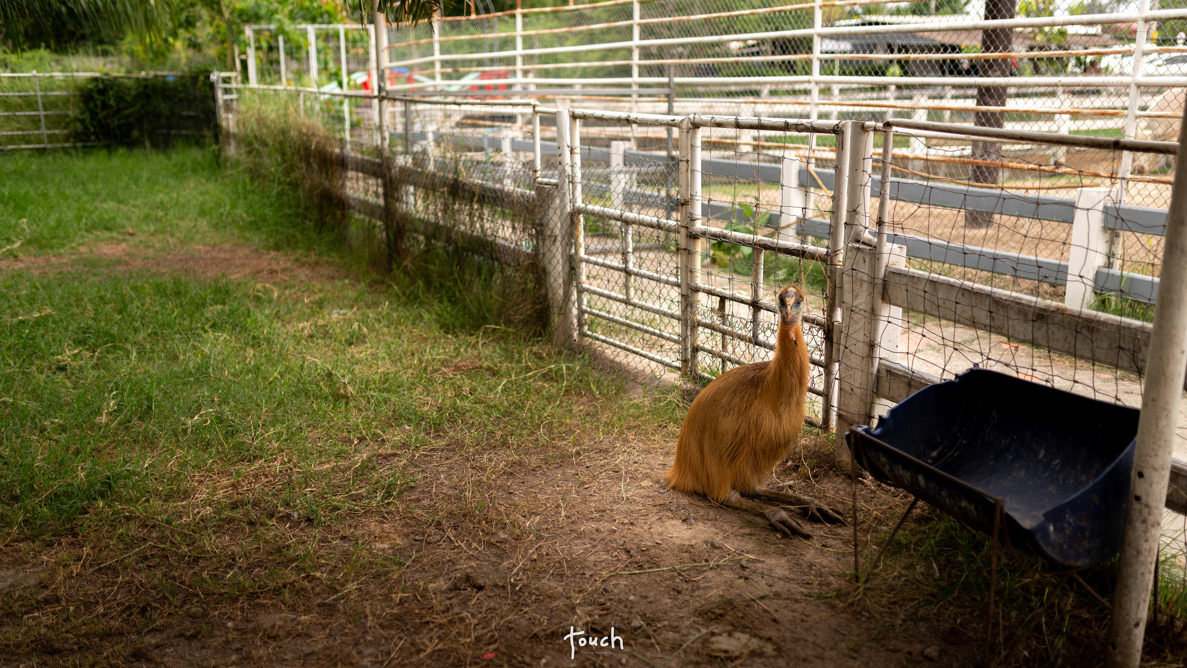 A7Riii + Sigma 35mm F1.4 (A) @Malai farm, Phetchaburi