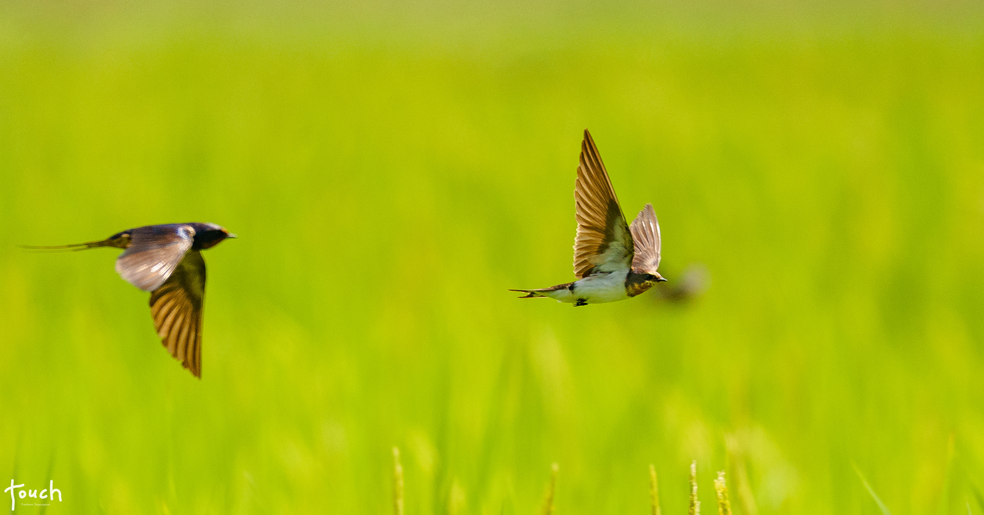 A7ii + Sigma 150-600mm DG OS HSM (C) @Naresuan University, Phitsanulok