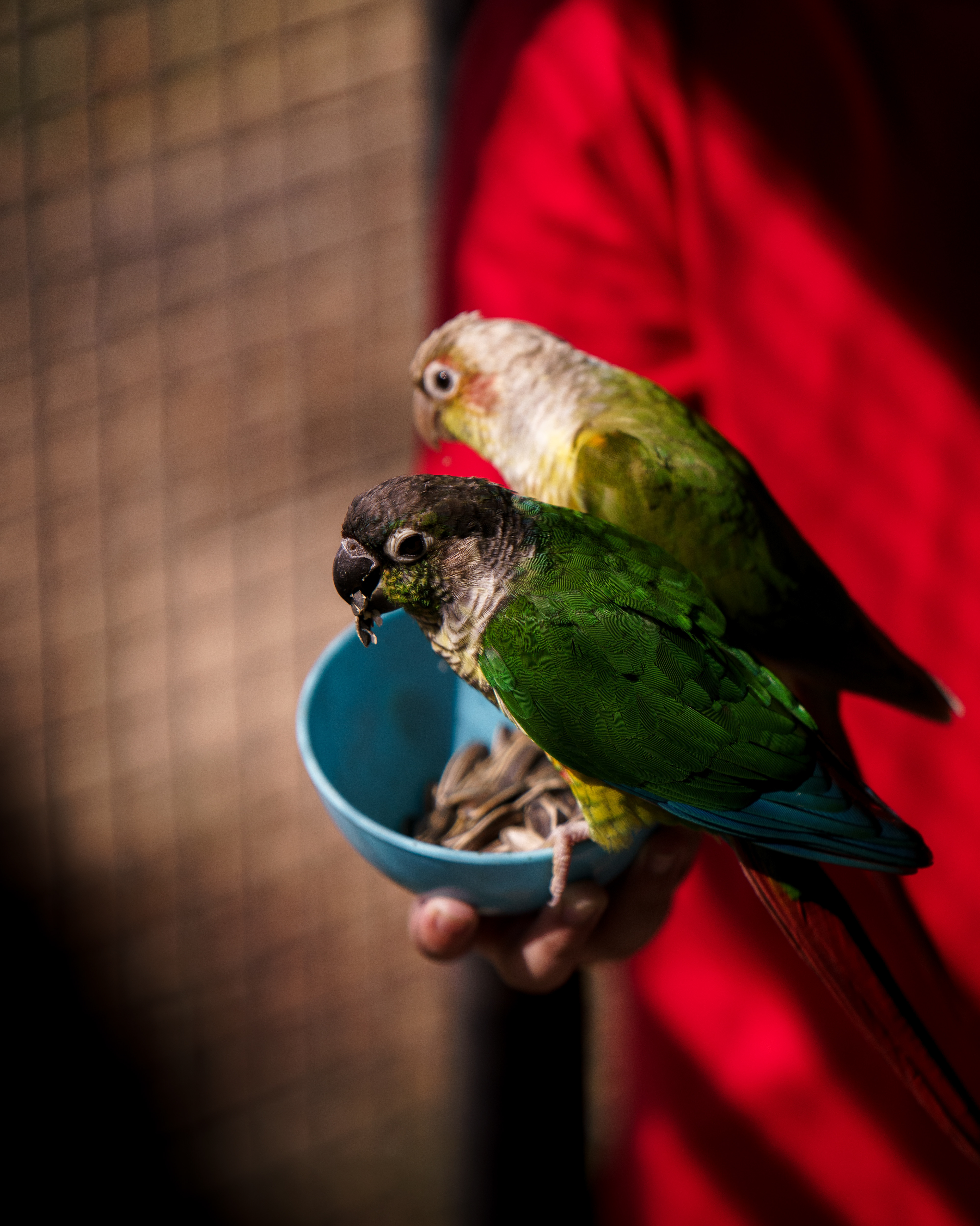 A7ii + Tamron 70-200mm f2.8 g2 @Malai farm, Phetchaburi