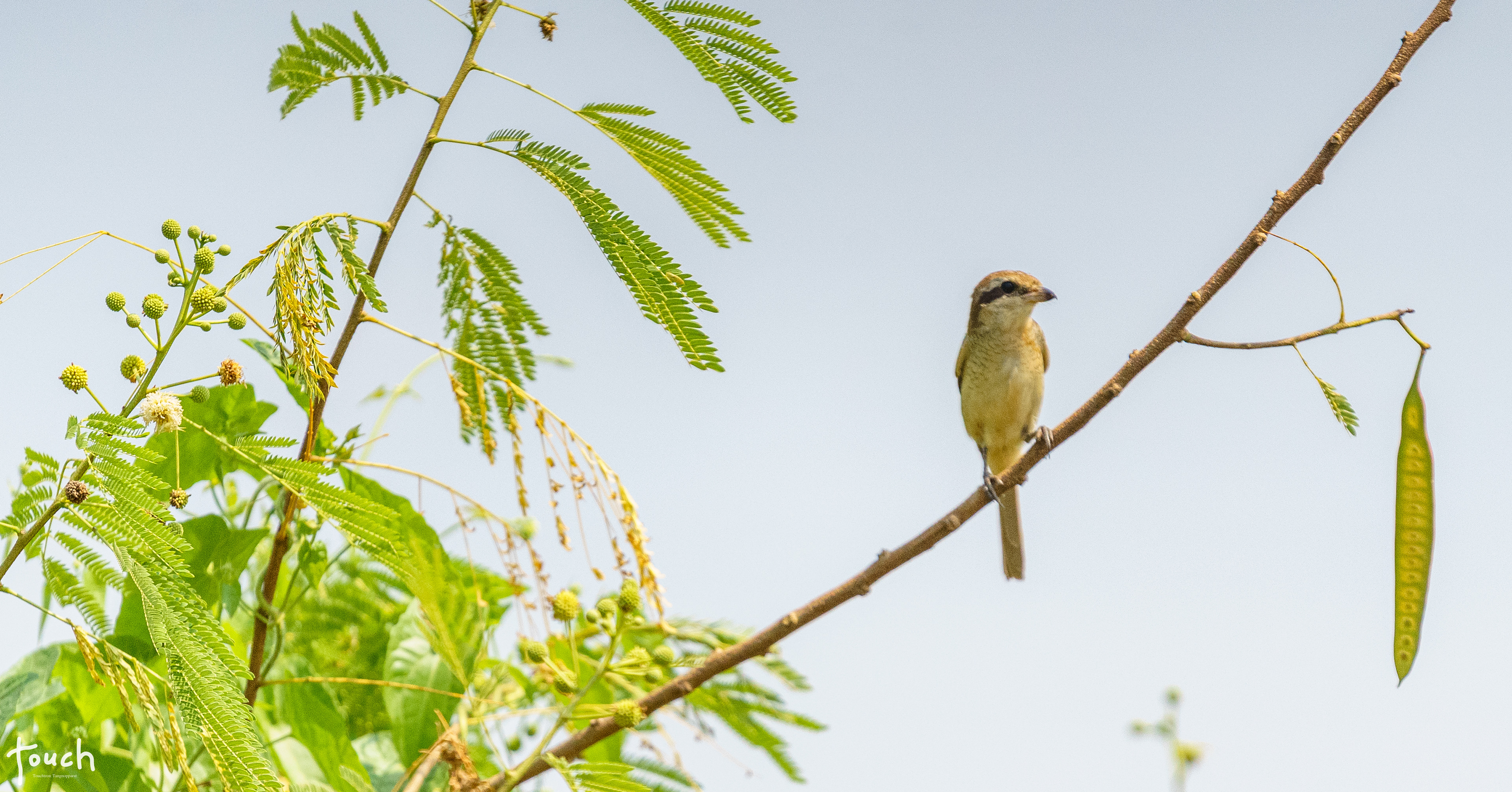 A7ii + Sigma 150-600mm DG OS HSM (C) @Naresuan University, Phitsanulok