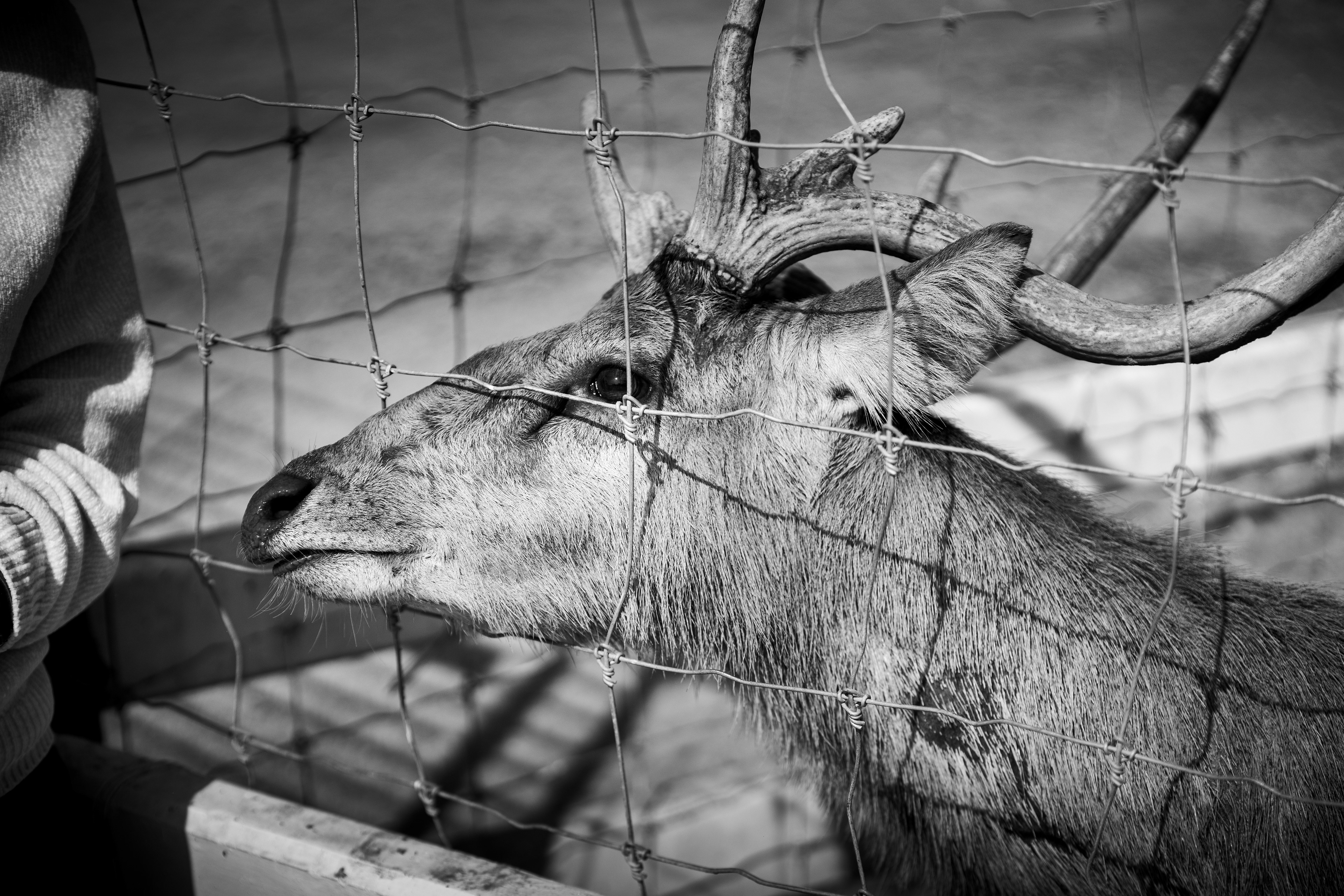 A7ii + Tamron 70-200mm f2.8 g2 @Malai farm, Phetchaburi