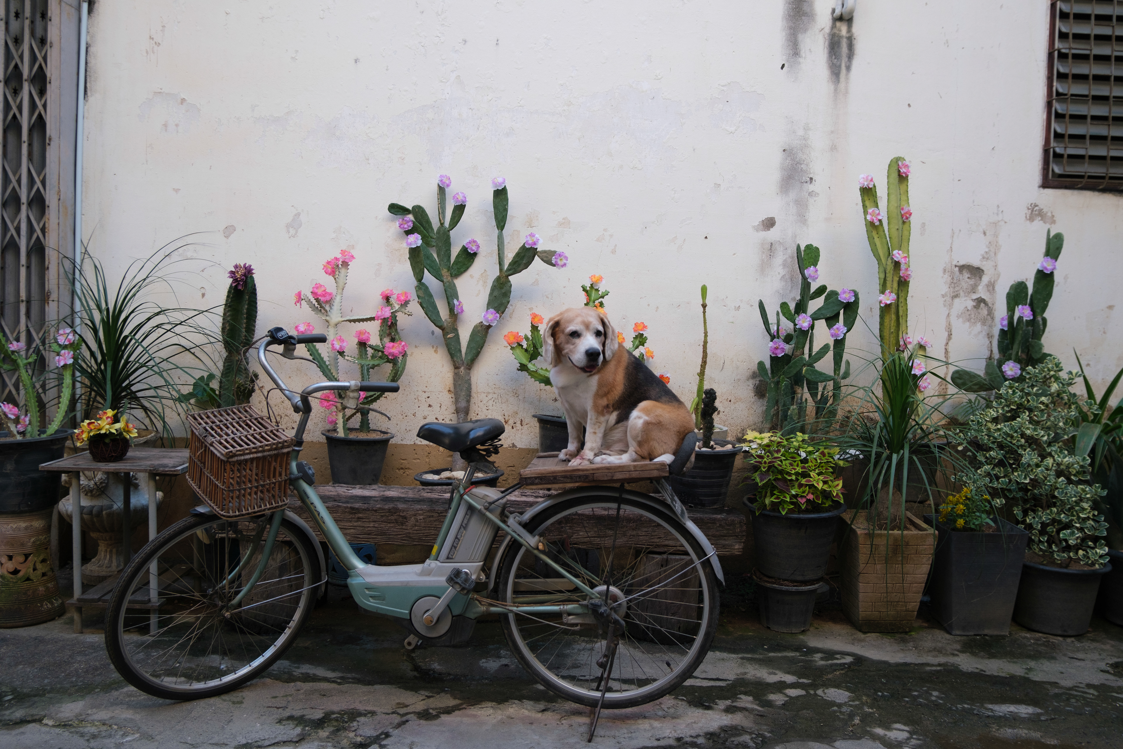 A7Riii + Sigma FE 24-70mm F2.8 DG DN (A) @Changmoi sub-district, Chiangmai