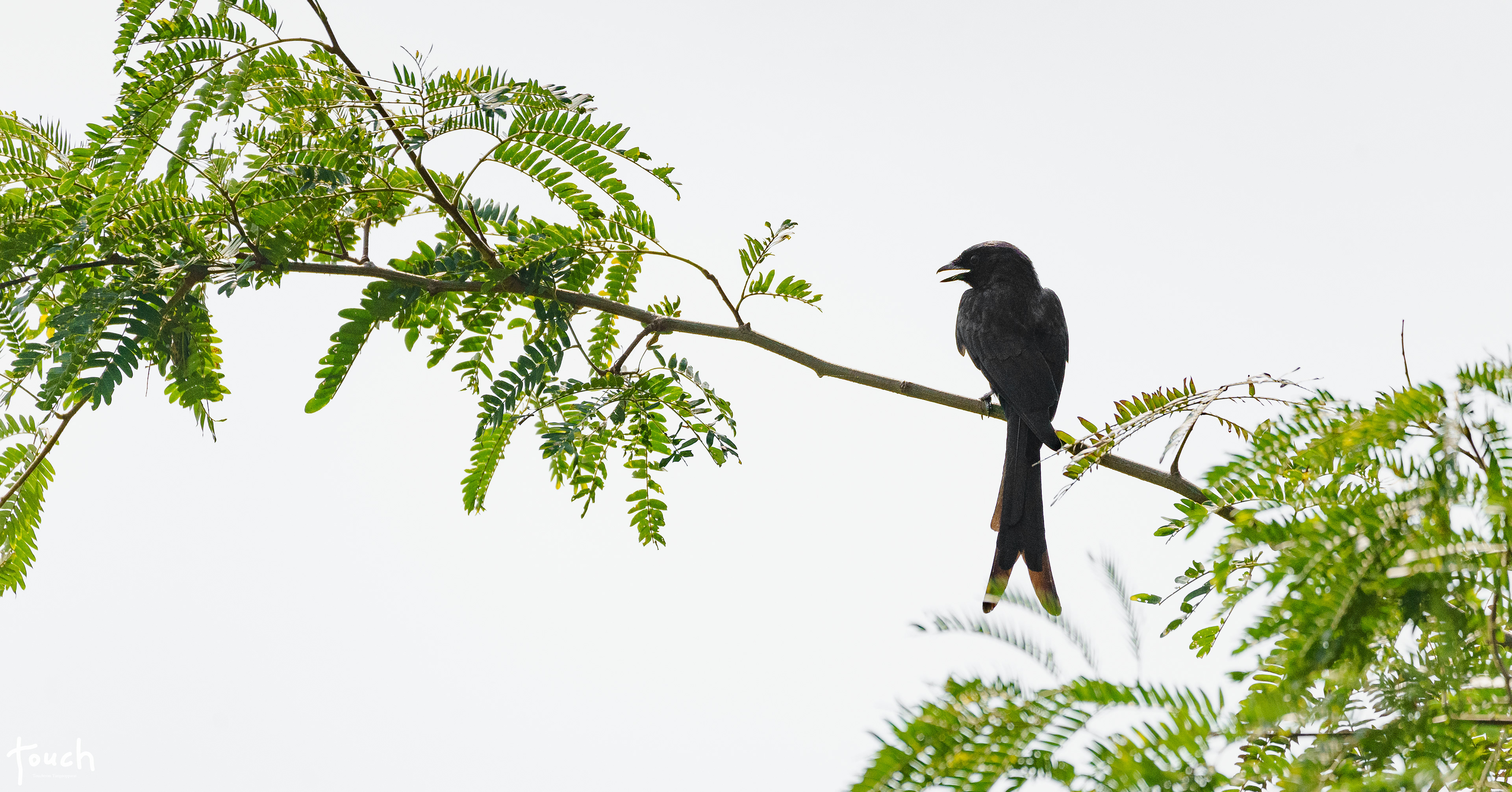 A7ii + Sigma 150-600mm DG OS HSM (C) @Naresuan University, Phitsanulok