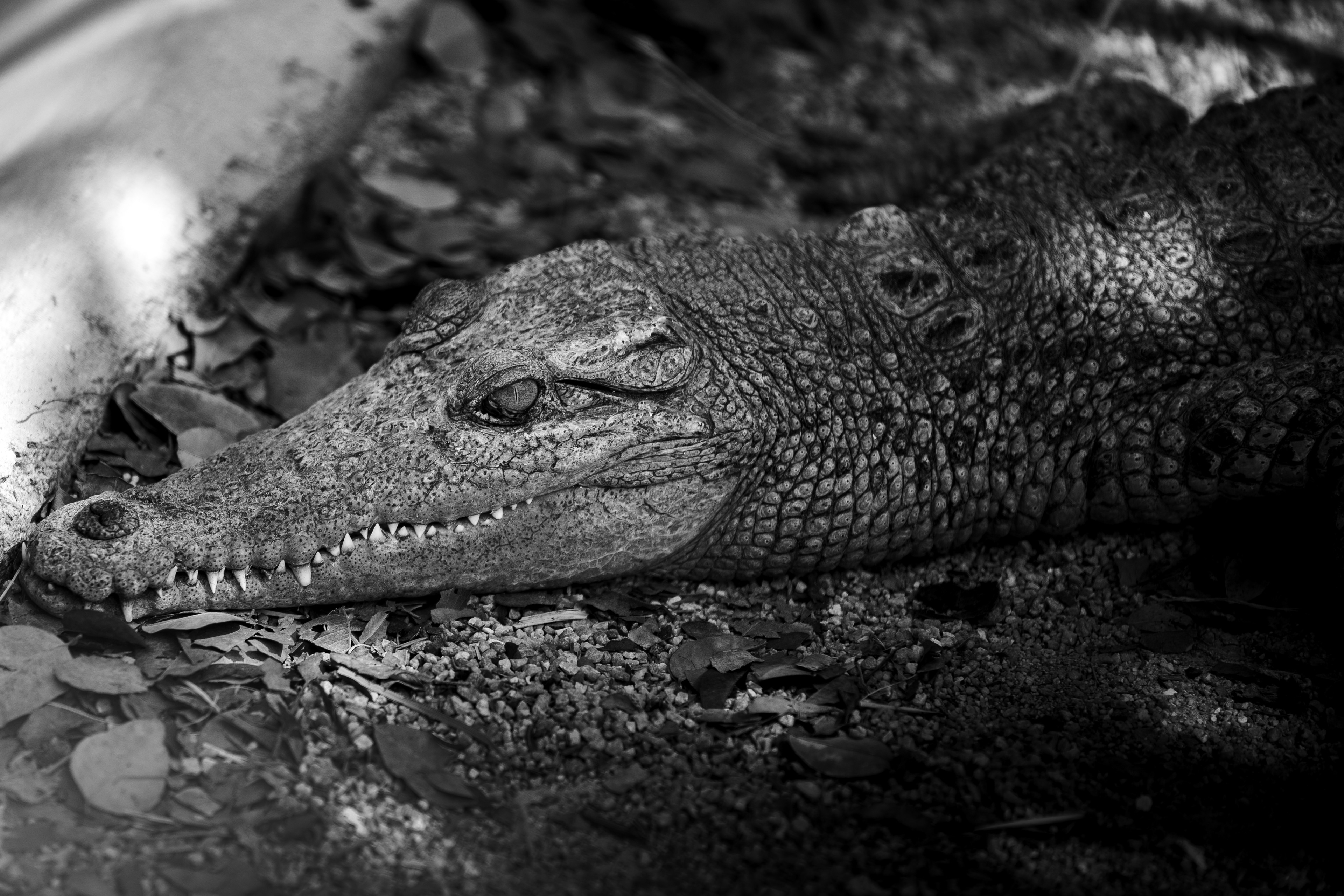 A7ii + Tamron 70-200mm f2.8 g2 @Malai farm, Phetchaburi