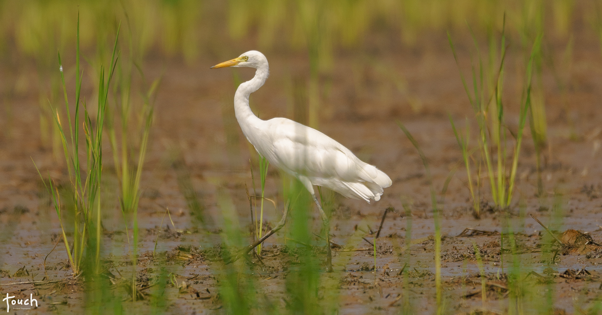 A7ii + Sigma 150-600mm DG OS HSM (C) @Naresuan University, Phitsanulok
