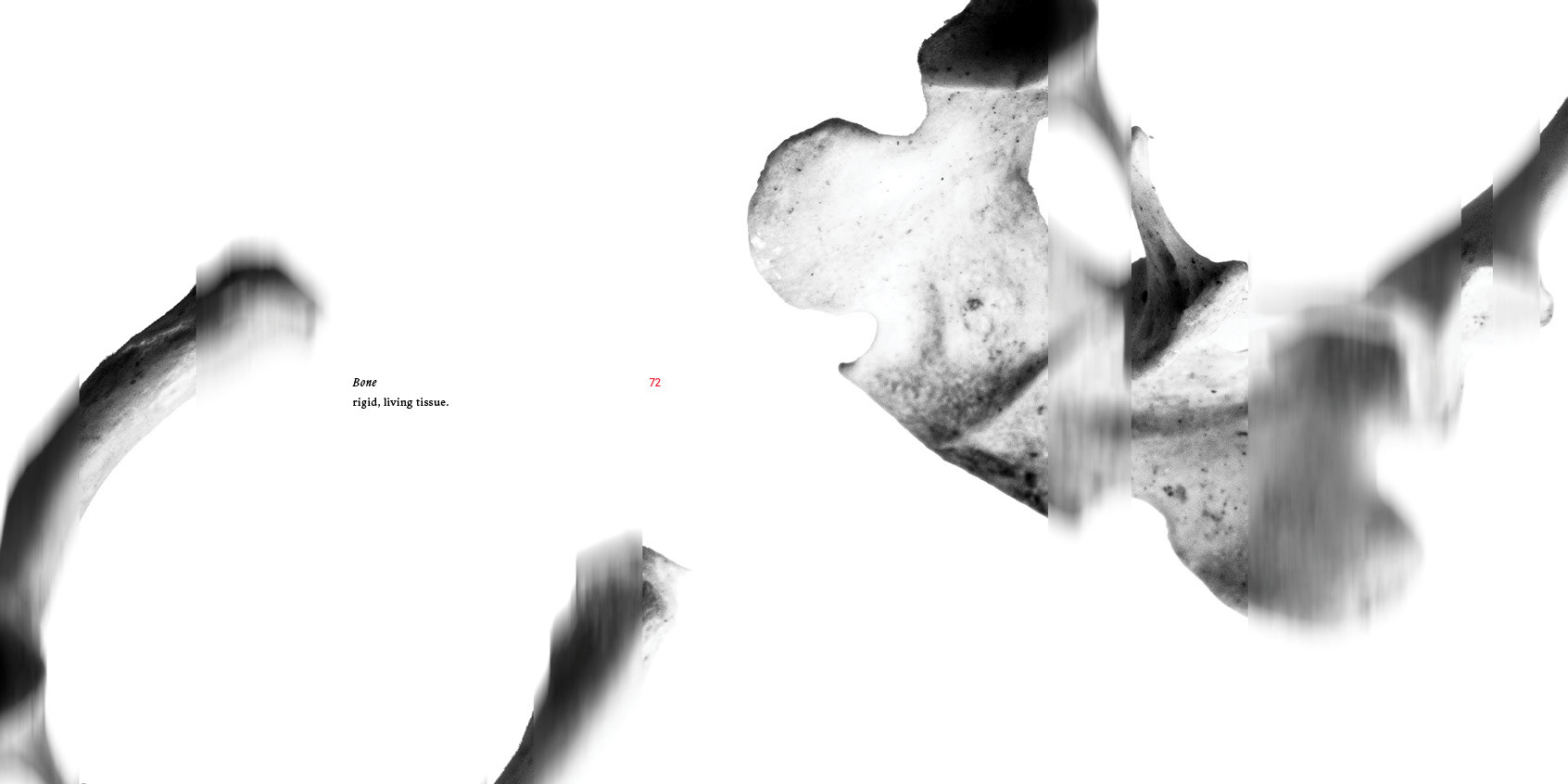 Bone Intro