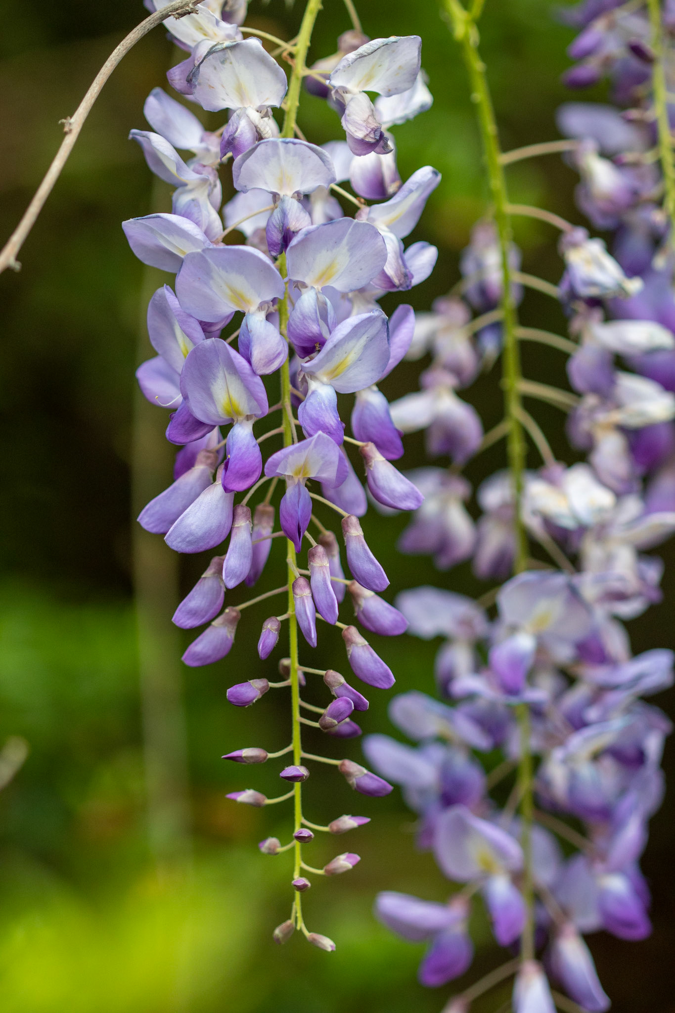 Wisteria Floribunda