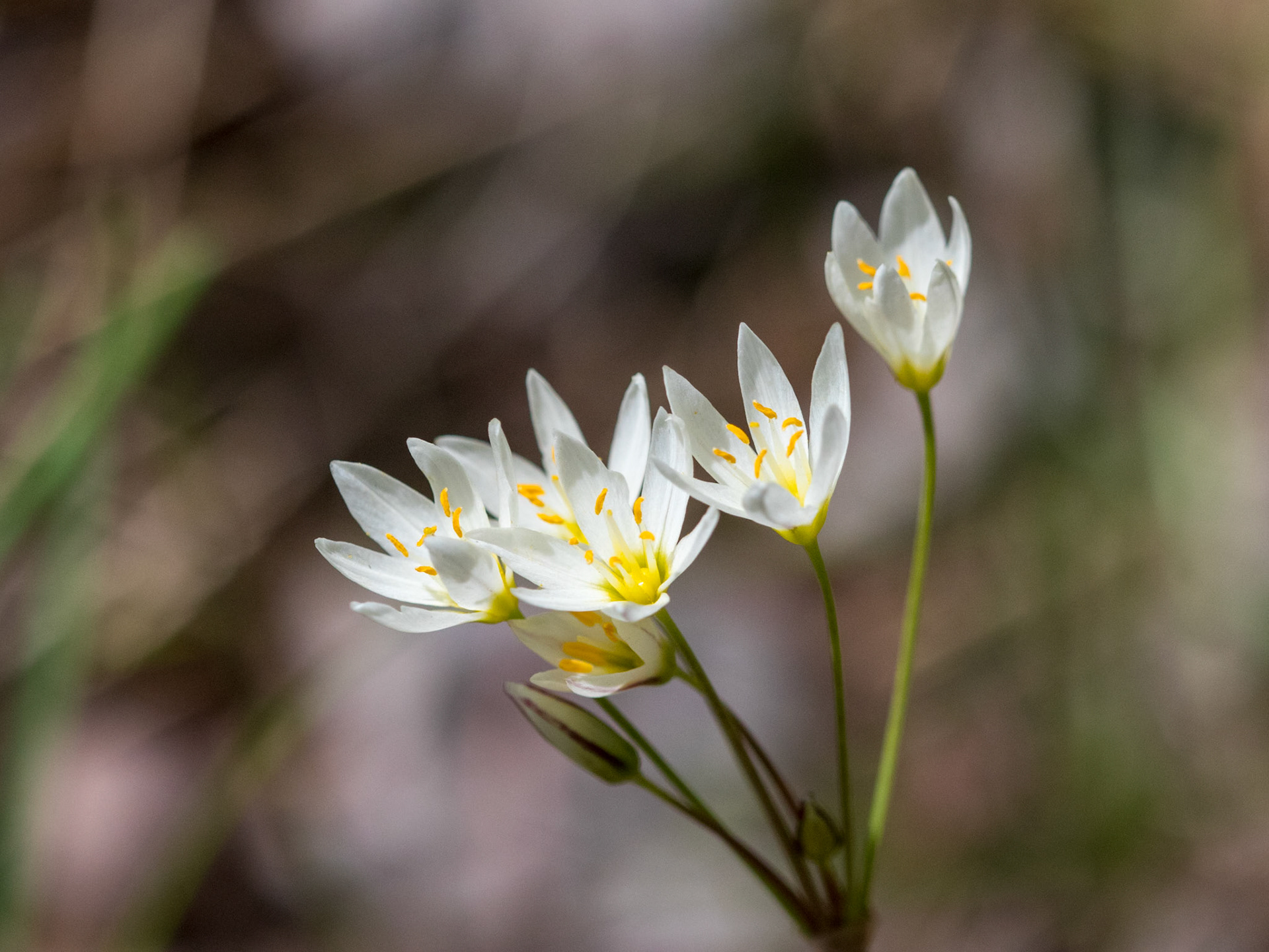 Crow Poison Nothoscordum bivalve