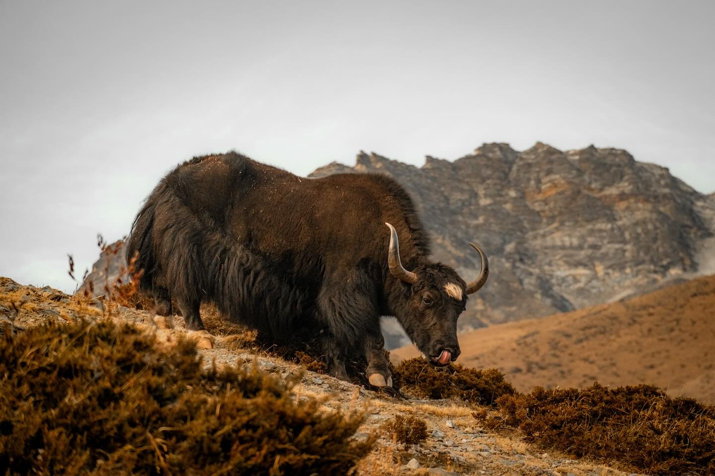 Wild yak