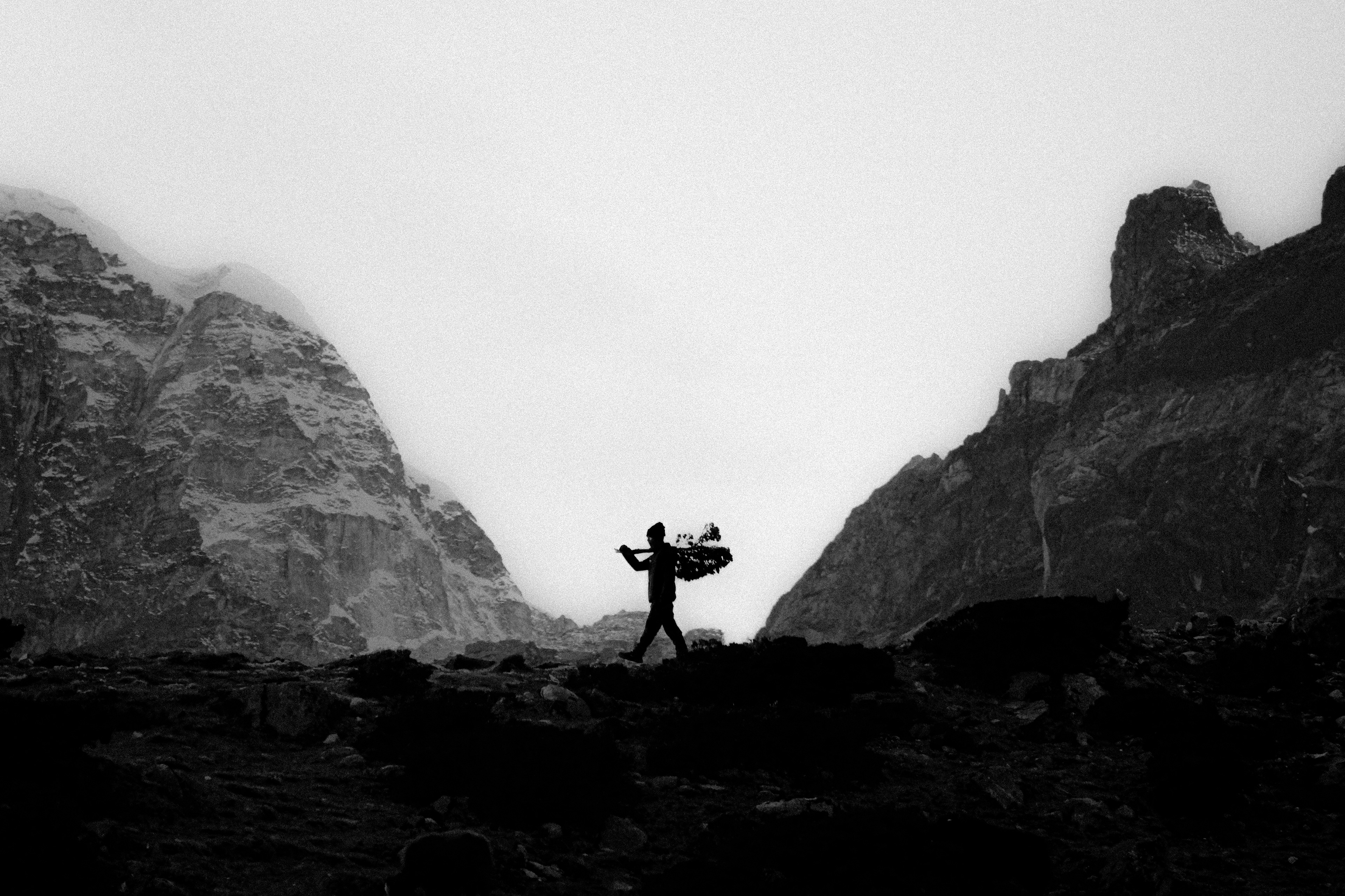 Sherpa guiding a group of wild yaks through the Himalayas
