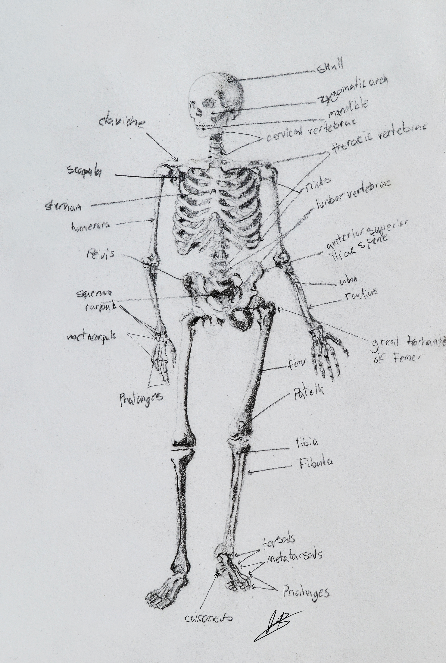 Anatomy