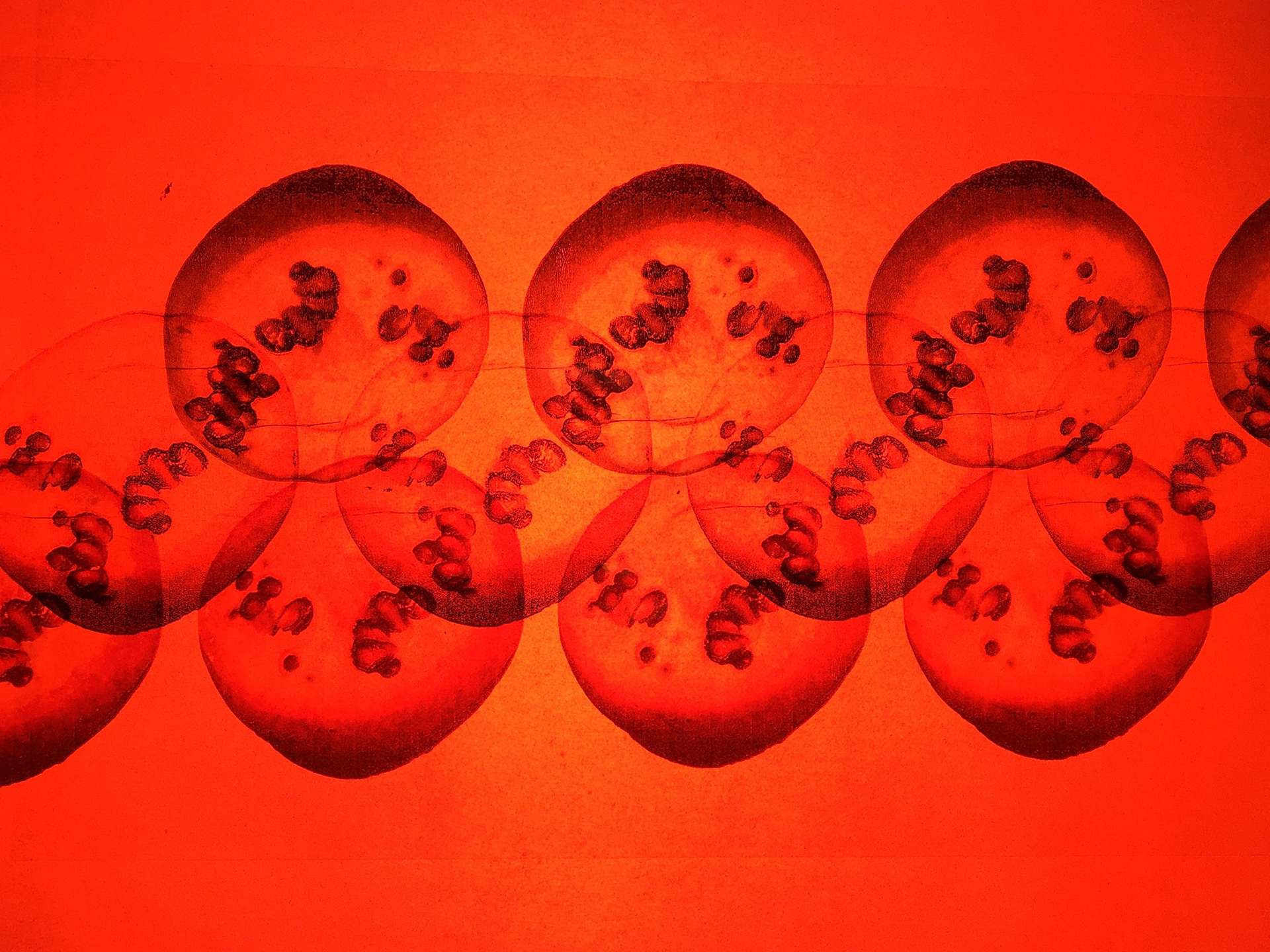 'Temptation' Projeciton