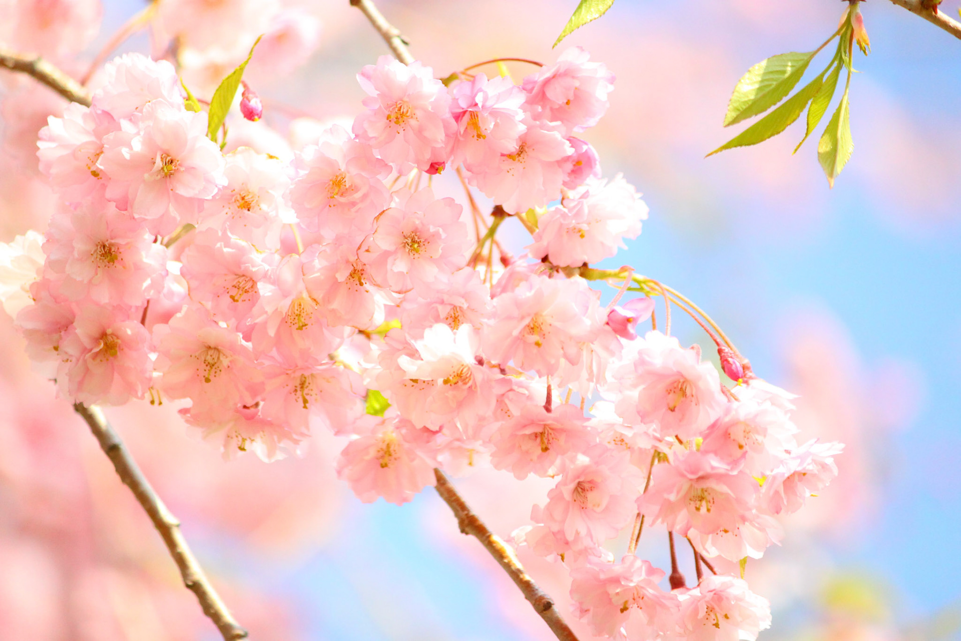 ポストカード写真　桜