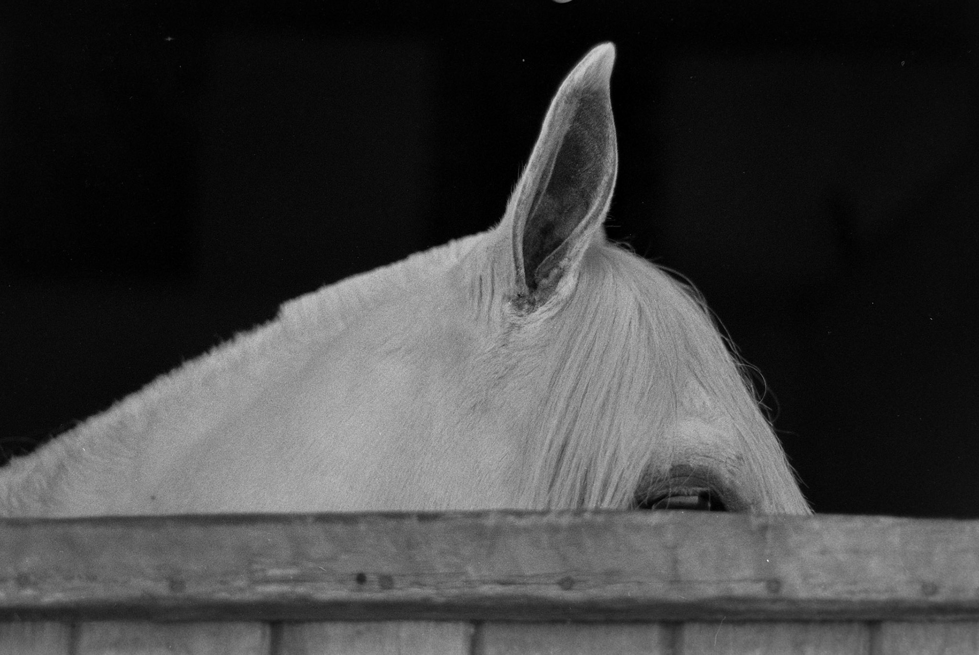 Farm Horse I