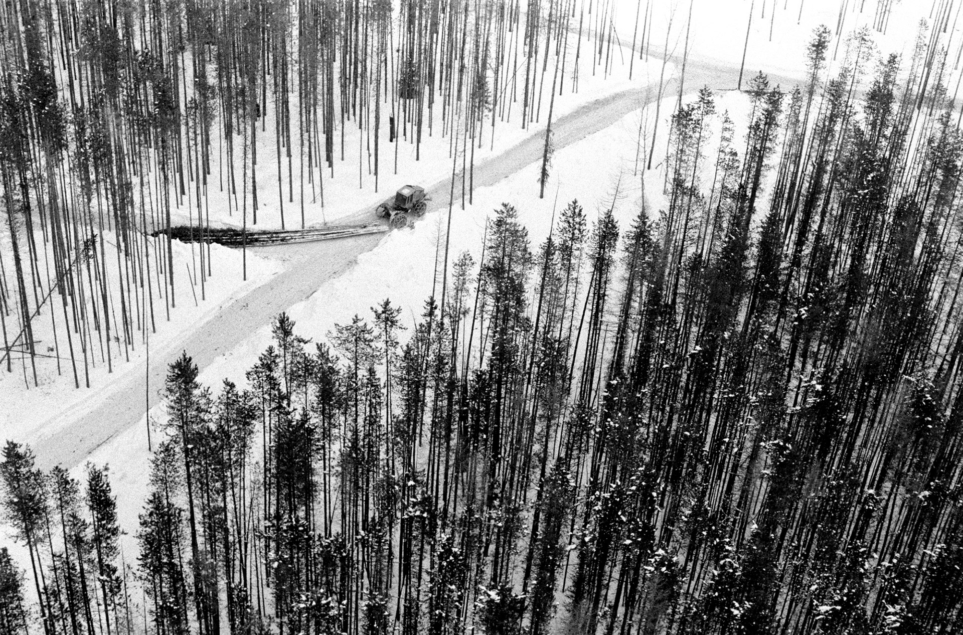Forestry