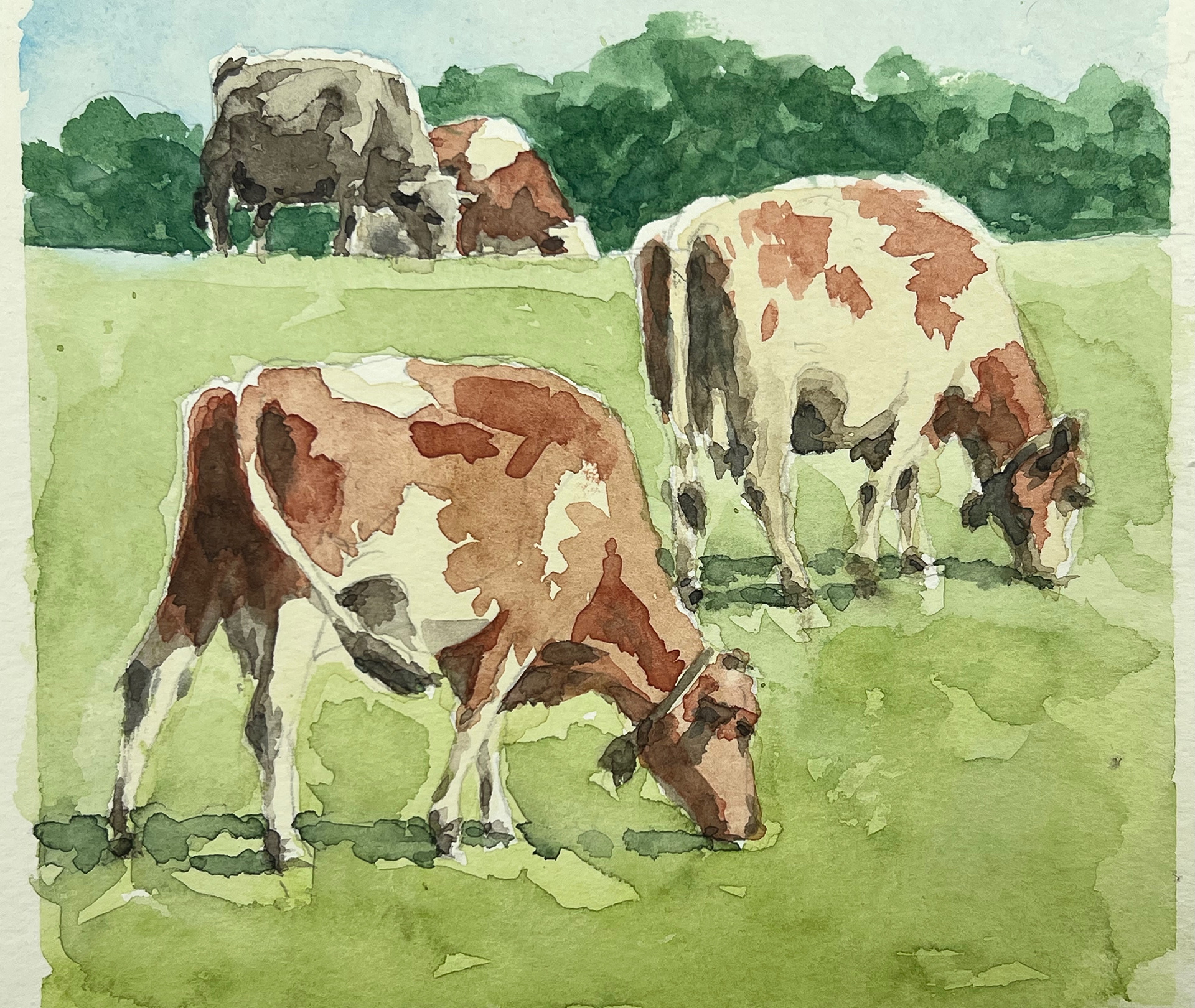 Vaches à Dind