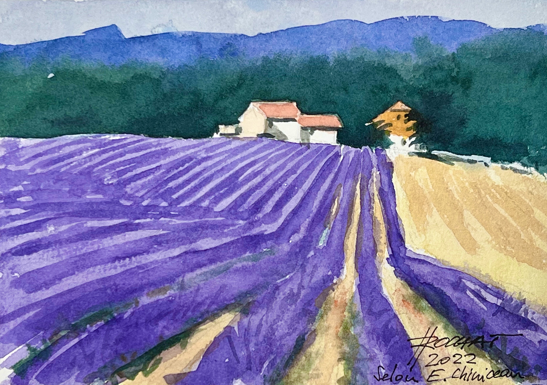 Champs de lavande