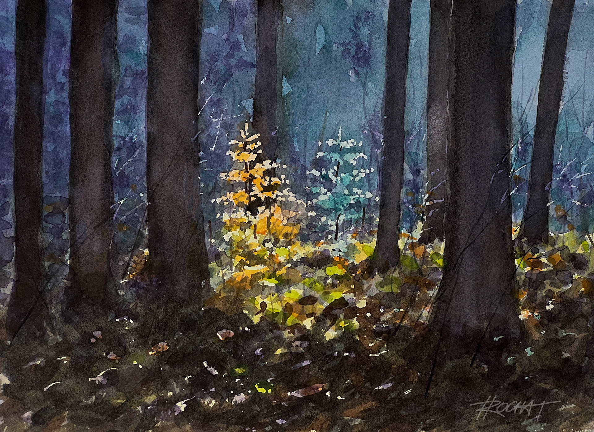 Lueur en sous-bois