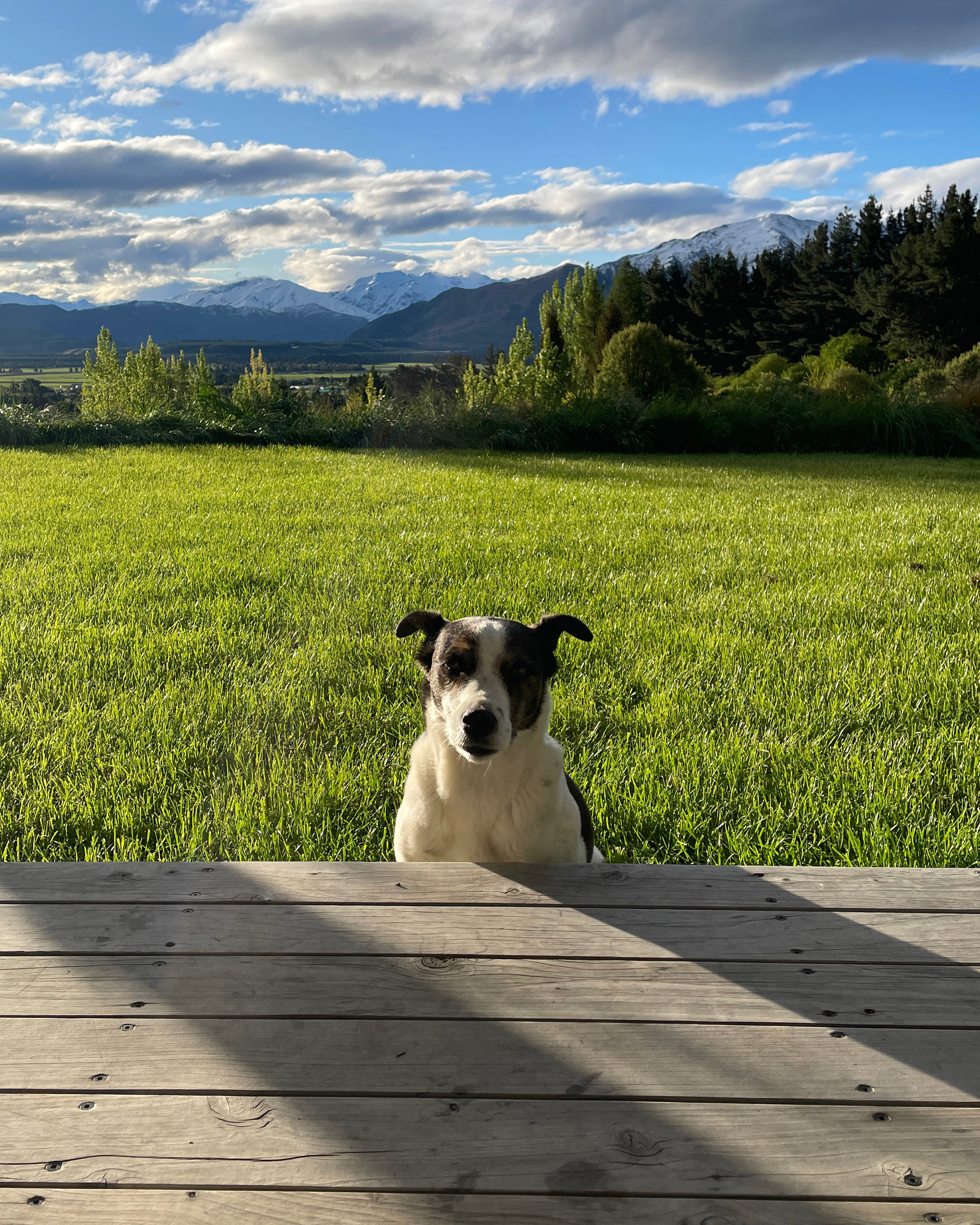 Beau from Lake Hawea 🐶