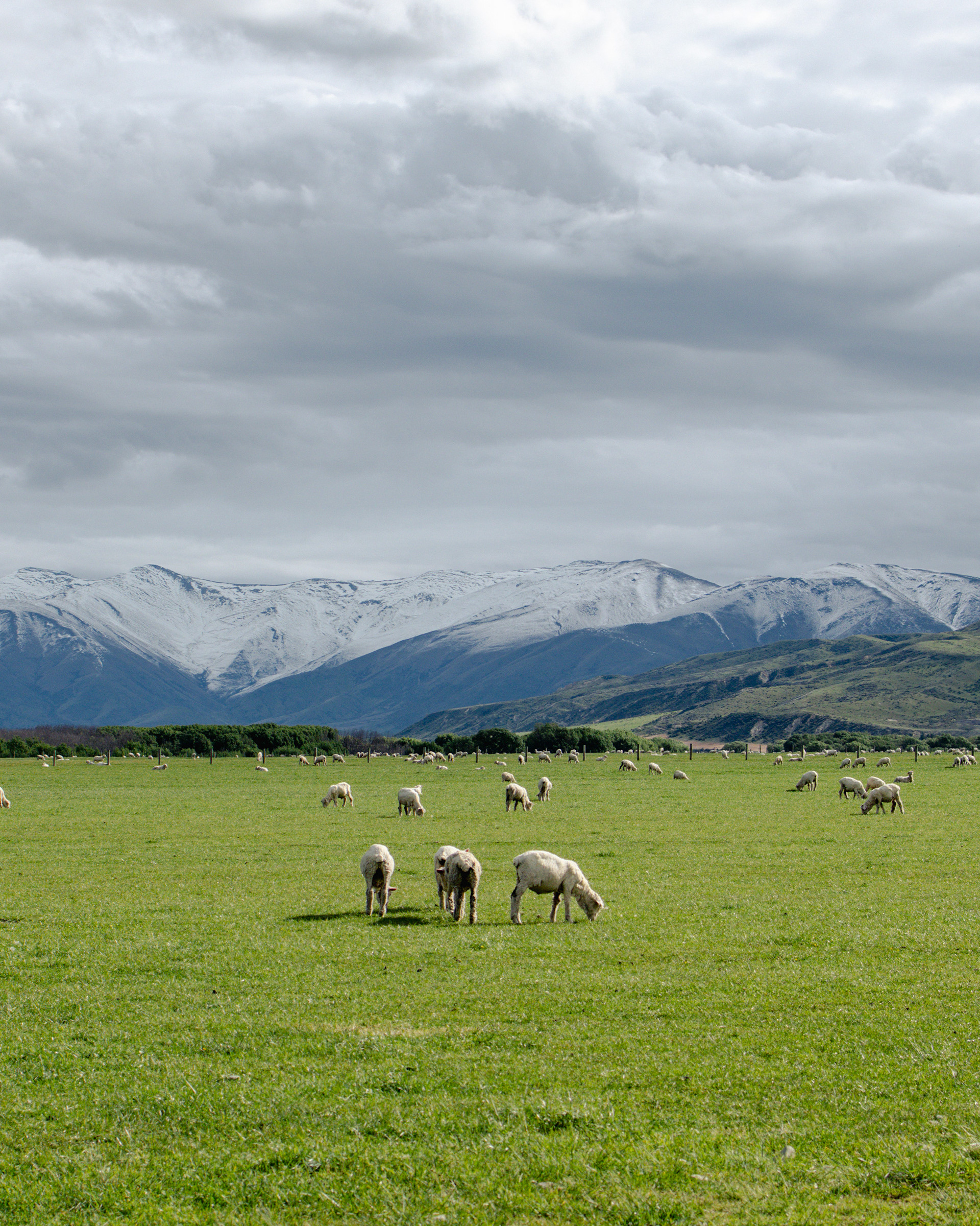 Sheep as far as your eyes can see