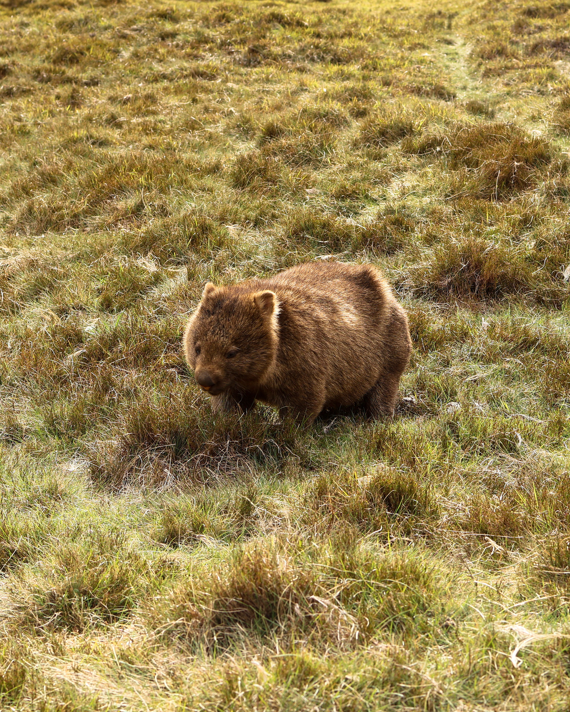 One of the many wombats at the Cradle Mountain Park