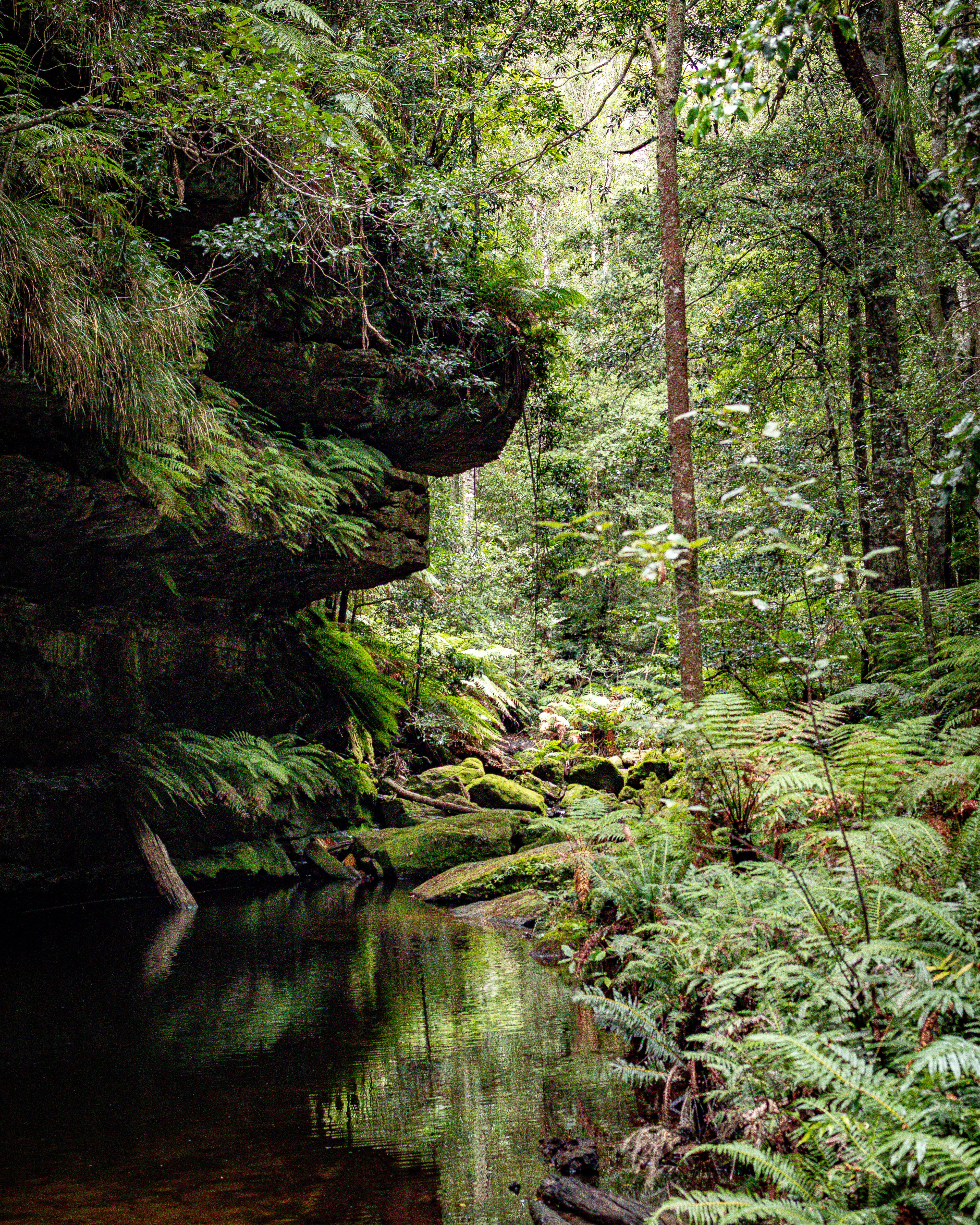 Grand Canyon Track in Blue Mountains